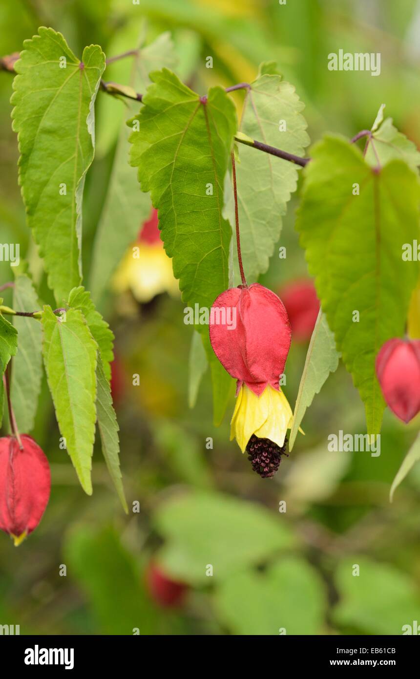 Flowering maple (Abutilon megapotamicum) Stock Photo