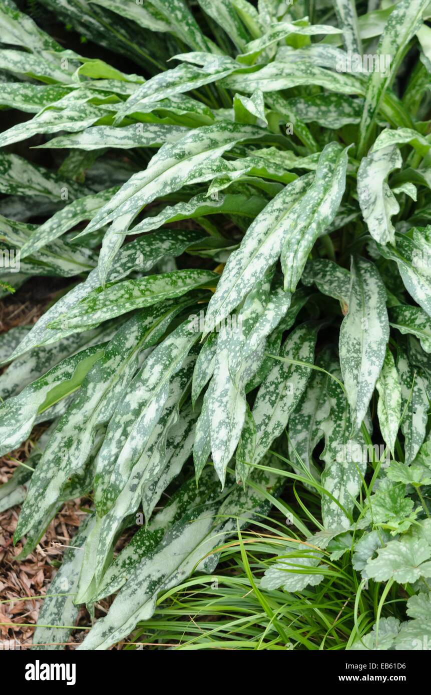 Long-leaved lungwort (Pulmonaria longifolia subsp. cevennensis) Stock Photo