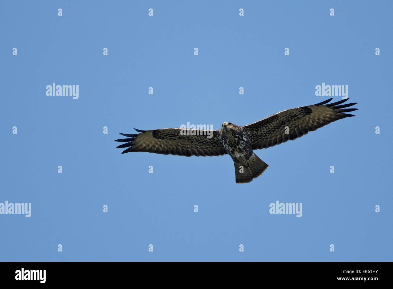 Migrating Common Buzzard, juvenile in flight (Buteo buteo) Stock Photo