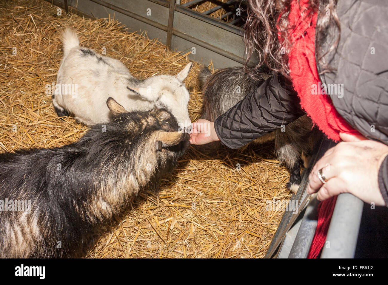 A woman hand feeding pygmy goats at children's farm Odds Farm, Wooburn
