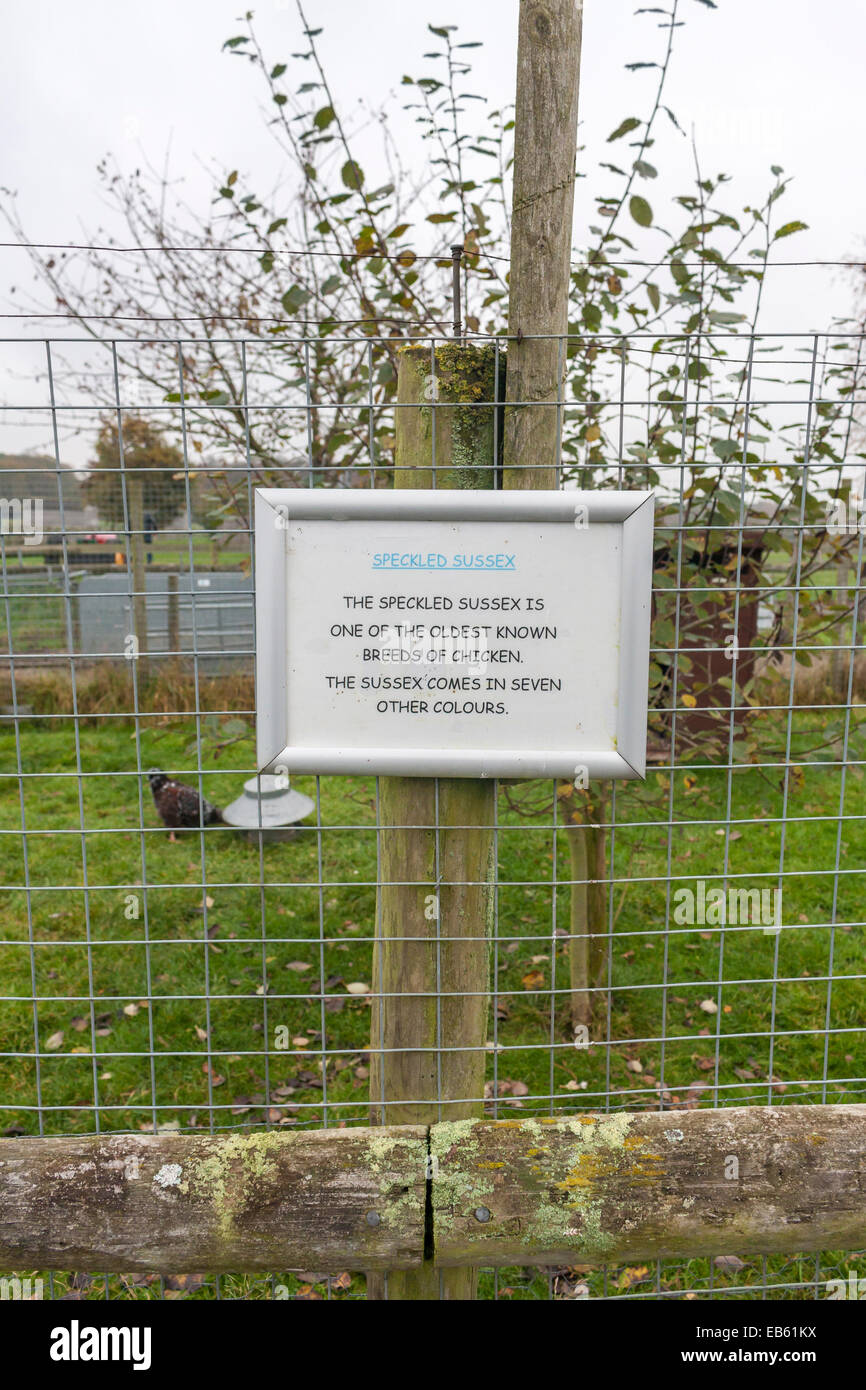 Speckled Sussex chicken enclosure at children's farm Odds Farm, Wooburn Common, Buckinghamshire, UK Stock Photo