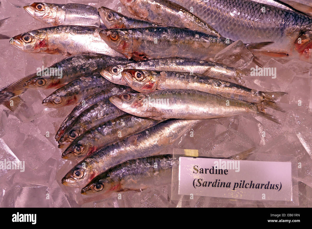 Sardinen auf Eis; Fischmesse Bremerhaven, Sardina pilchardus, Stock Photo