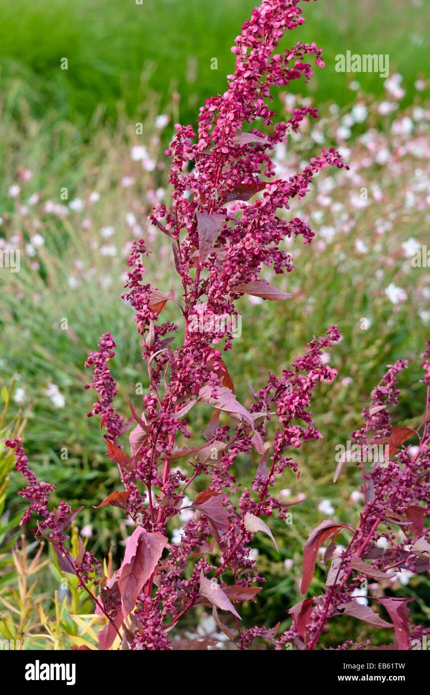 Red garden orache (Atriplex hortensis var. rubra) Stock Photo