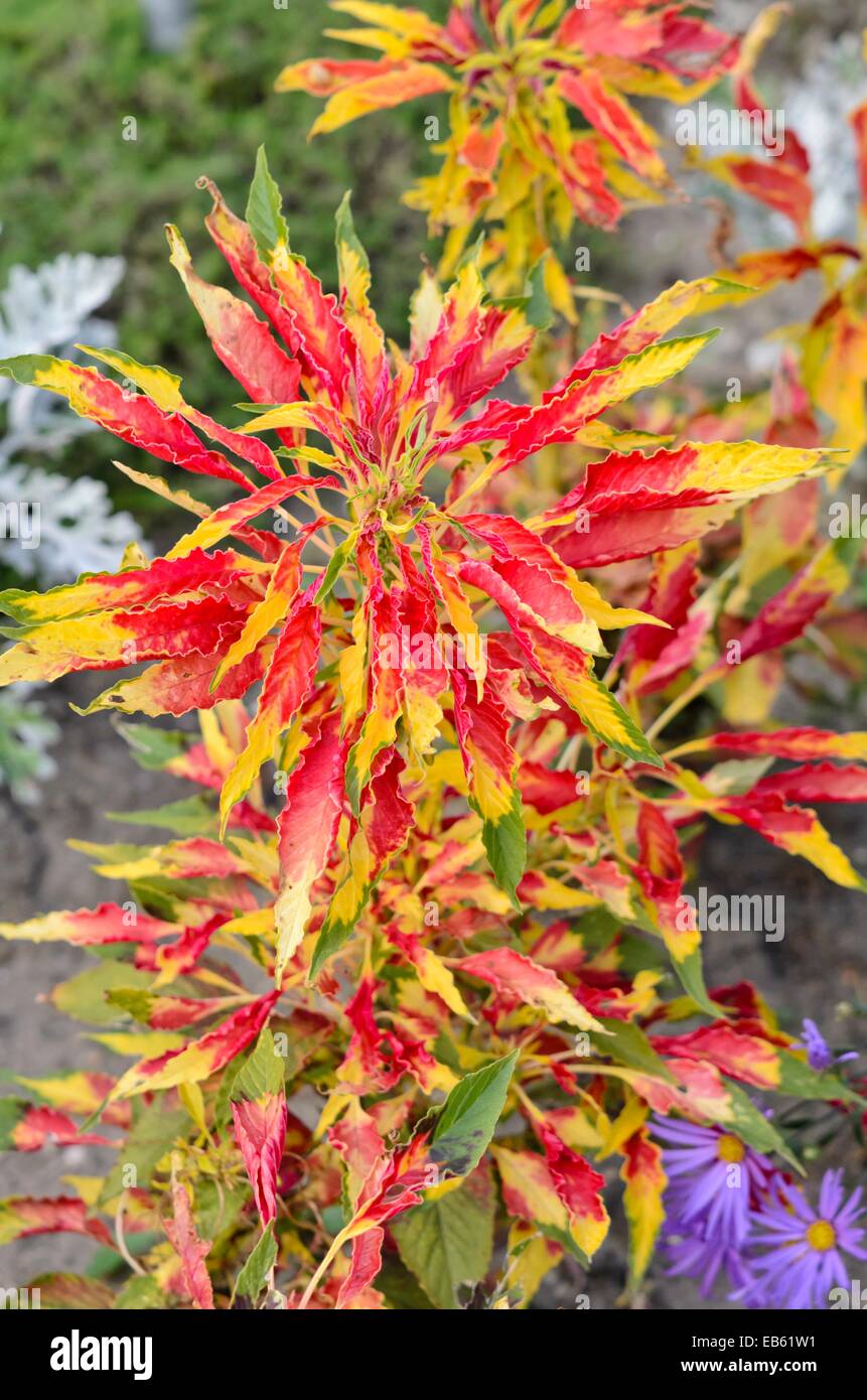 Joseph's coat amaranth (Amaranthus tricolor 'Perfecta') Stock Photo