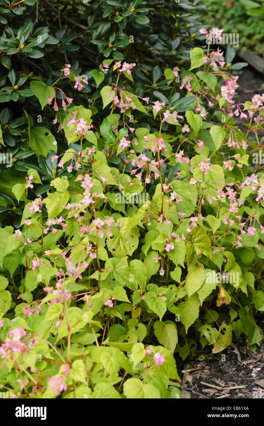 Hardy begonia (Begonia grandis) Stock Photo