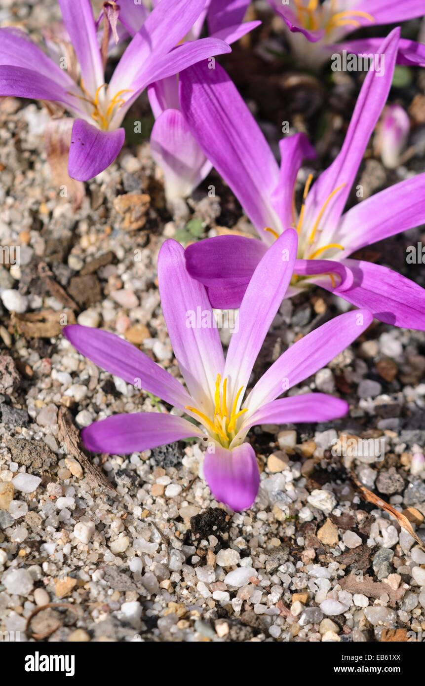Merendera montana syn. Colchicum montanum Stock Photo