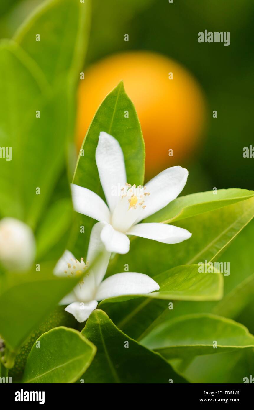 Calamondin (Citrofortunella microcarpa syn. Citrus aurantifolia x Fortunella margarita) Stock Photo