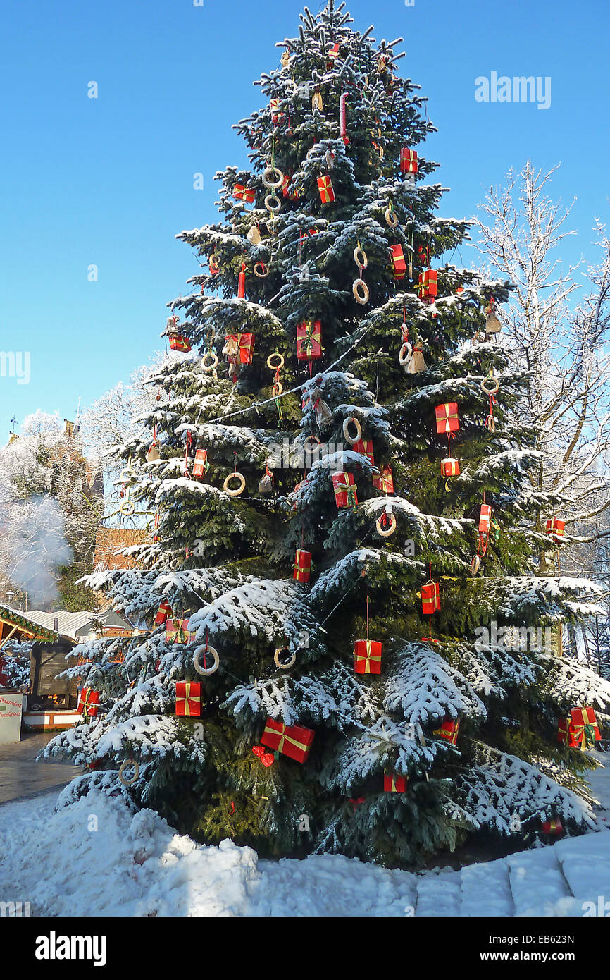 Verschneiter Weihnachtsbaum, Bad Zwischenahn, Ammerland, Niedersachsen Stock Photo