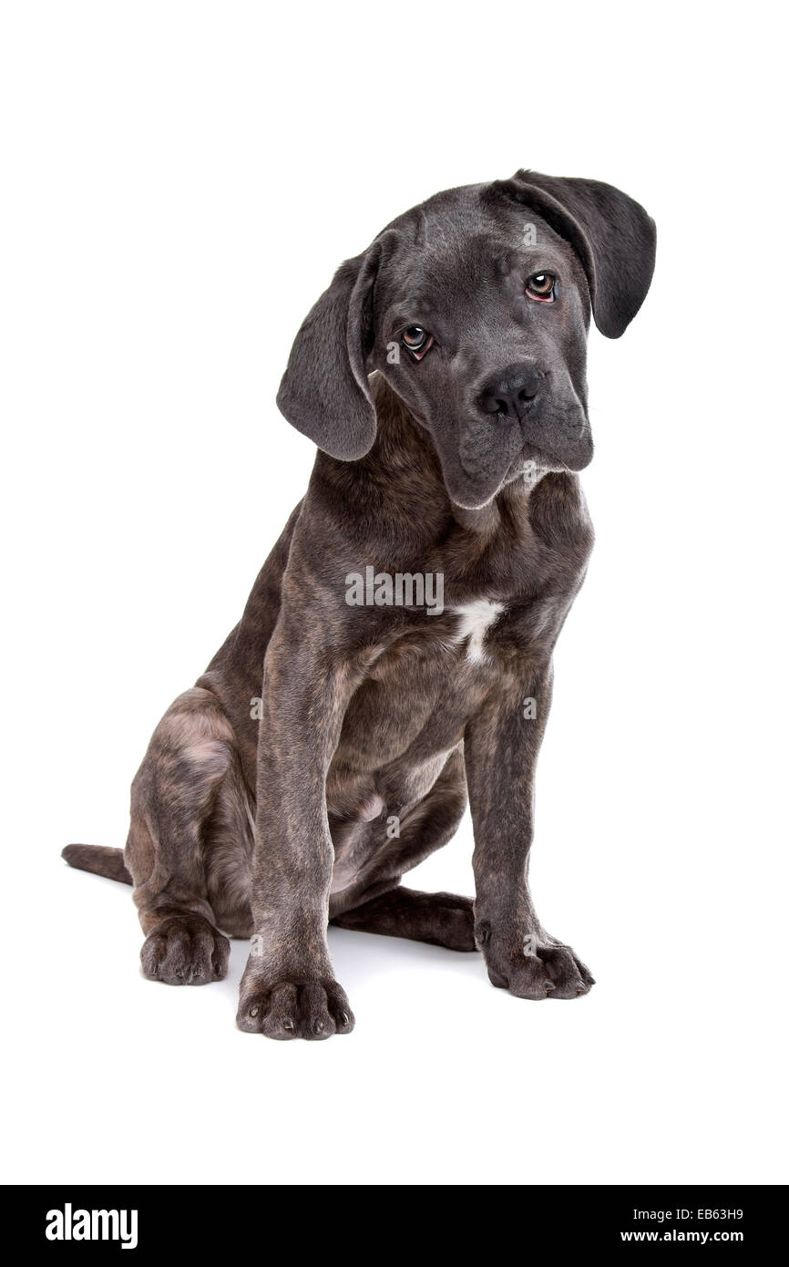 Cane corso puppy hi-res stock photography and images - Alamy