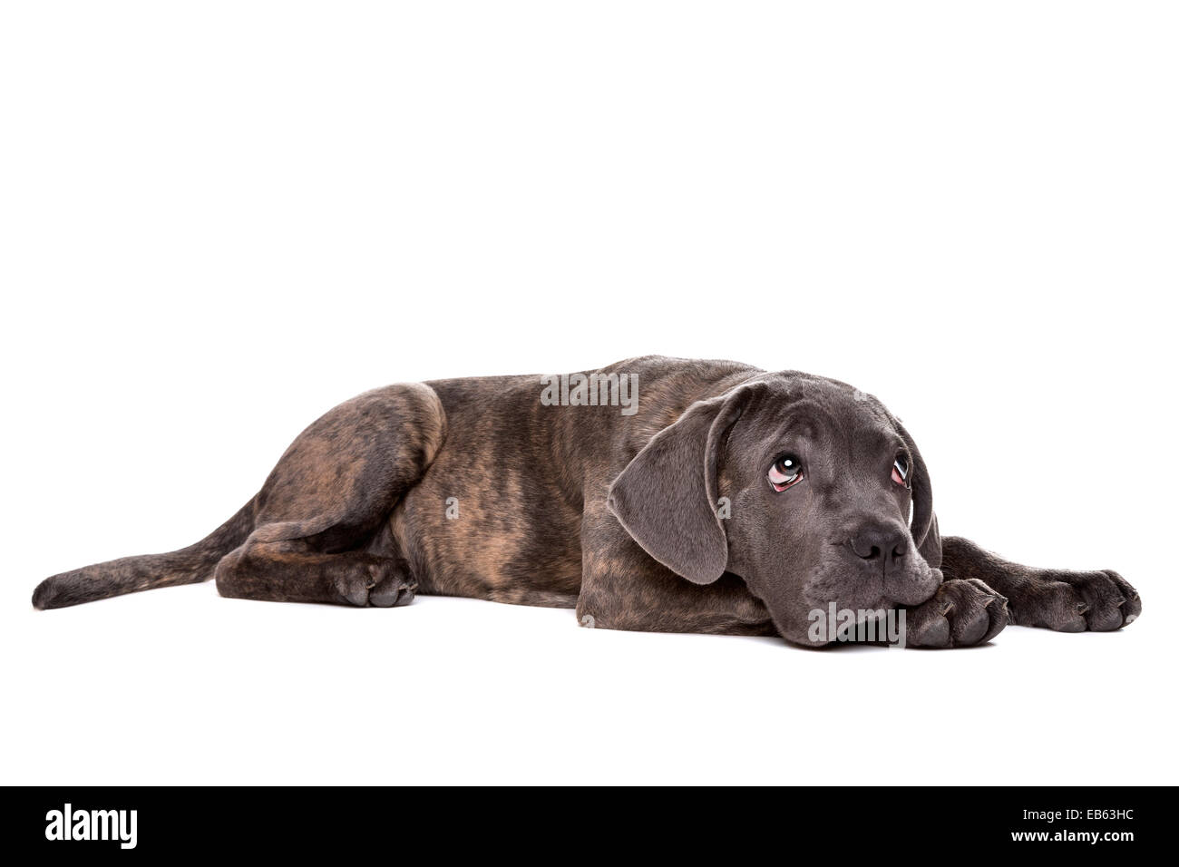 grey cane corso puppy dog laying down in front of a white background and looking up Stock Photo