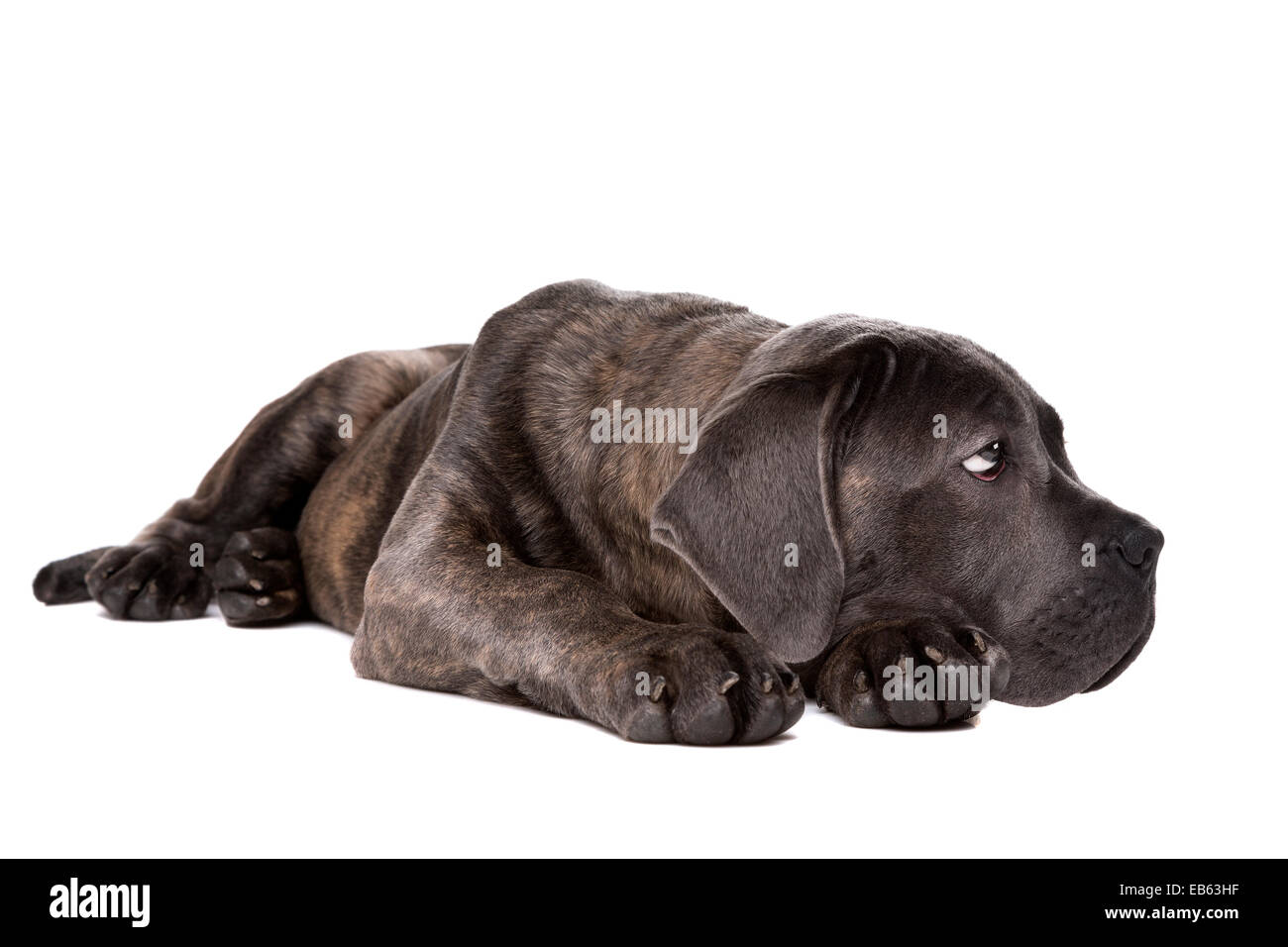 grey cane corso puppy dog laying down and looking sidewards in front of a white background Stock Photo