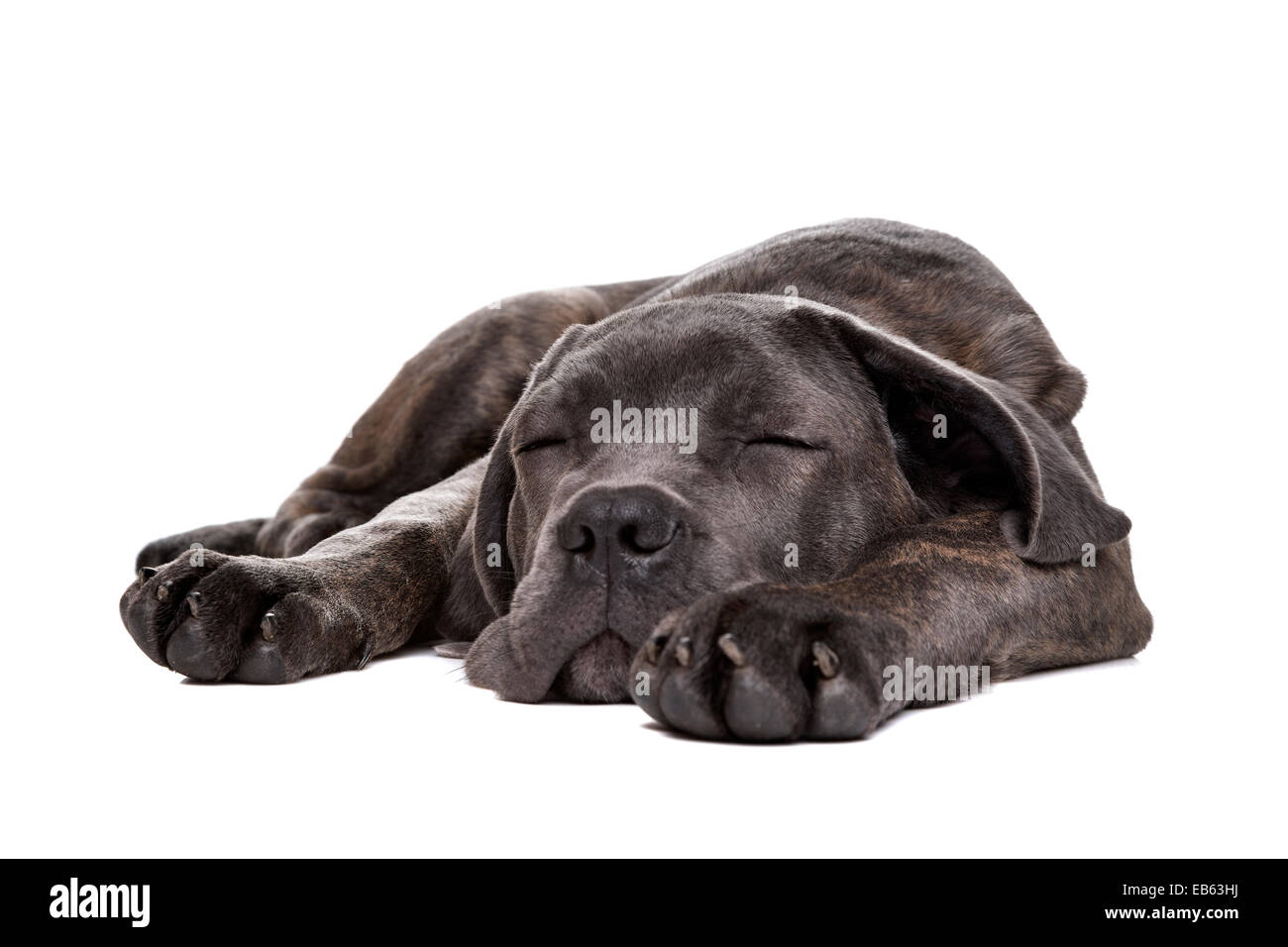sleeping grey cane corso puppy dog inlaying down front of a white background Stock Photo
