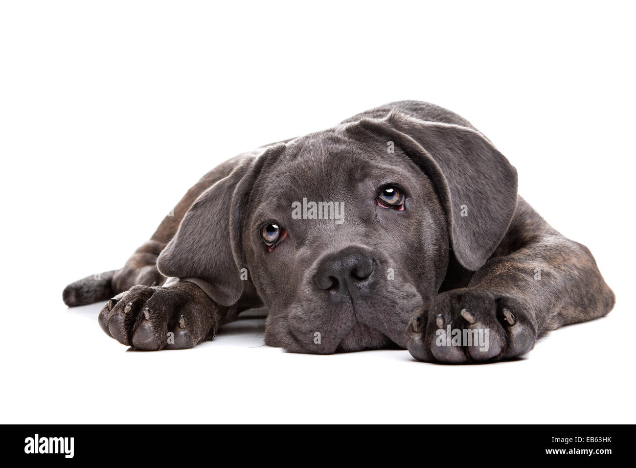 grey cane corso puppy dog laying in front of a white background and staring at camera Stock Photo