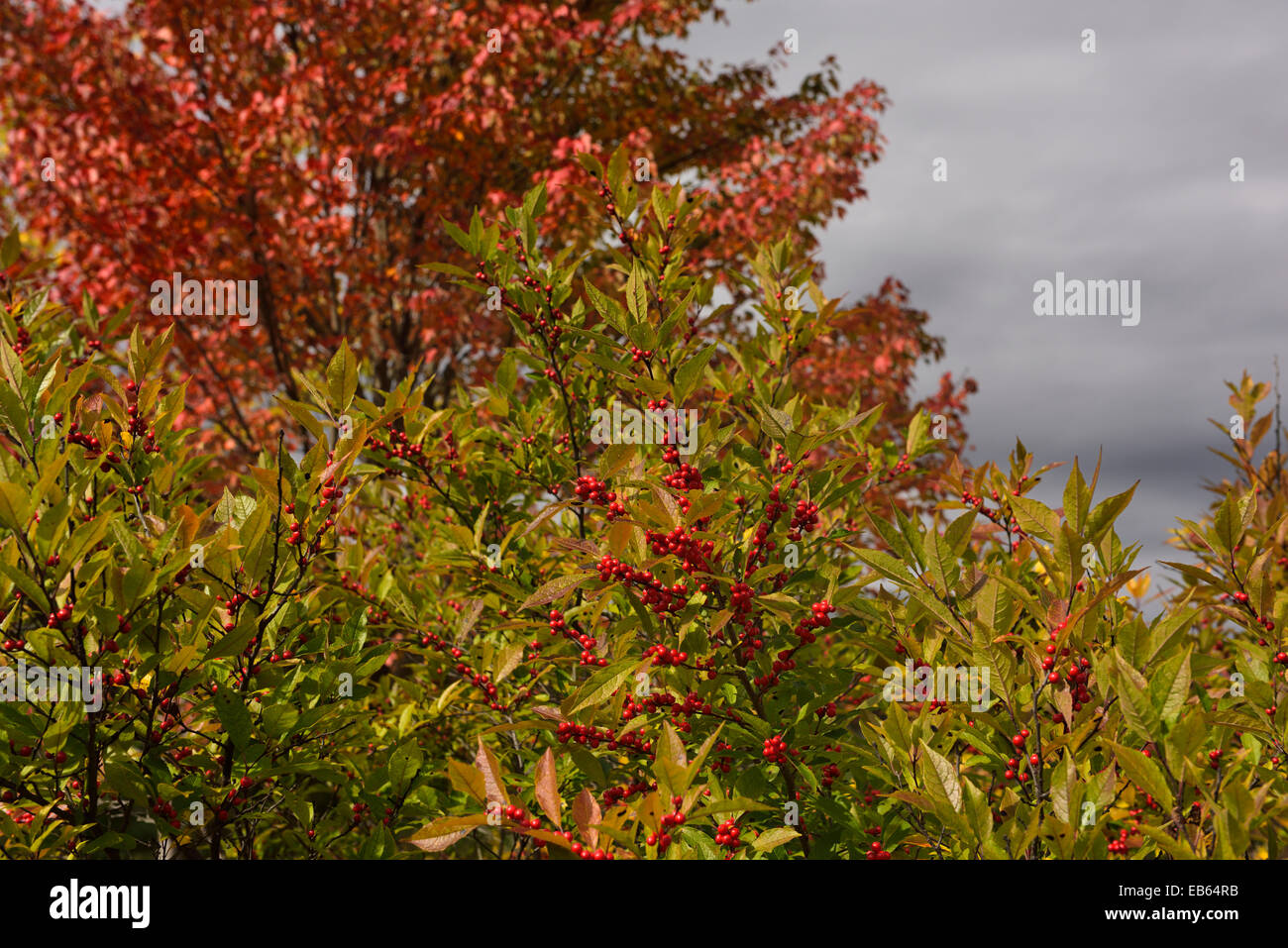 Red Winterberry berries in Fall sunshine with Maple tree and clouds Quechee Vermont USA Stock Photo