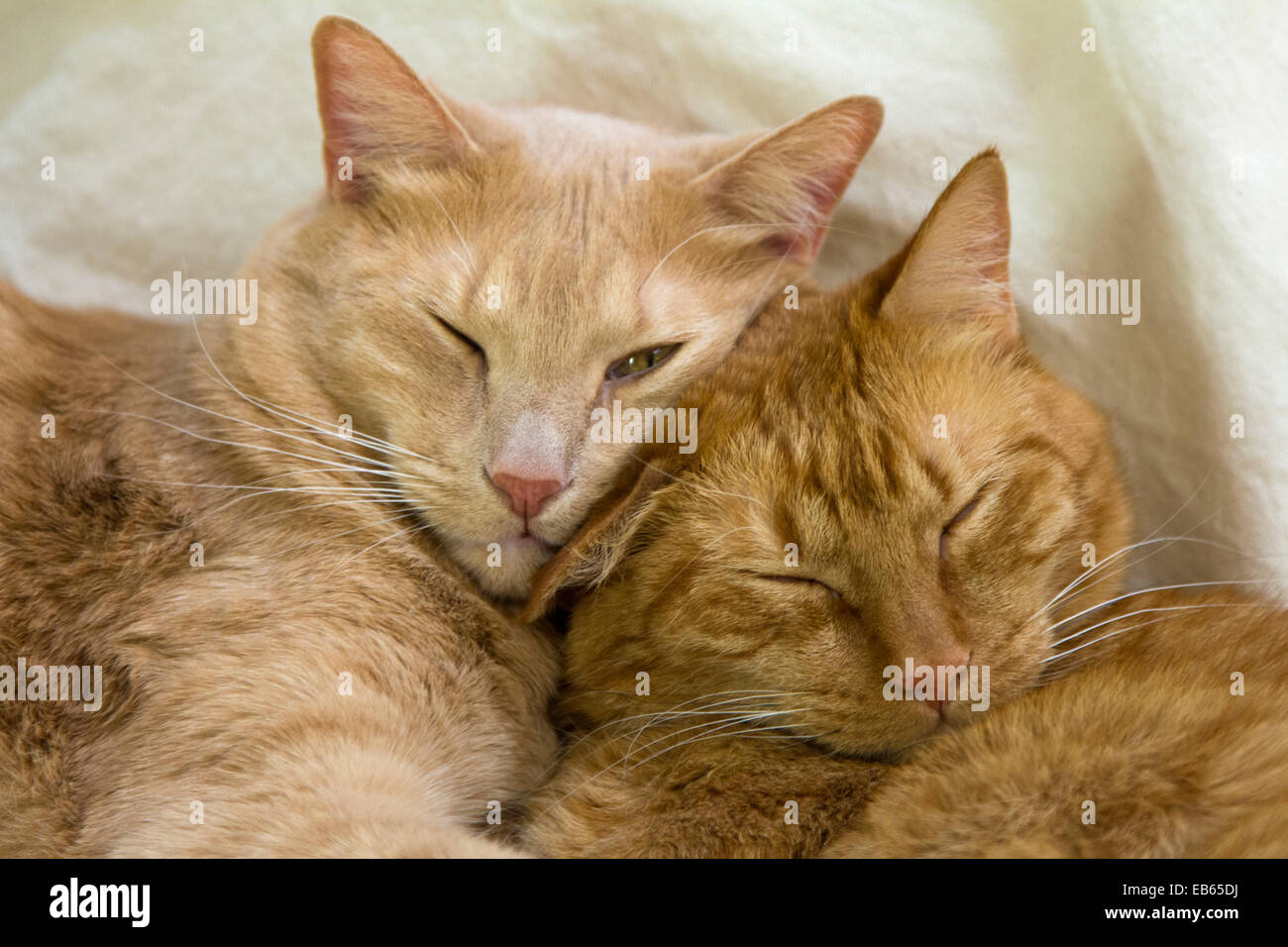 Two Domestic Short-Haired Cats Sleeping Together - Brothers Stock Photo