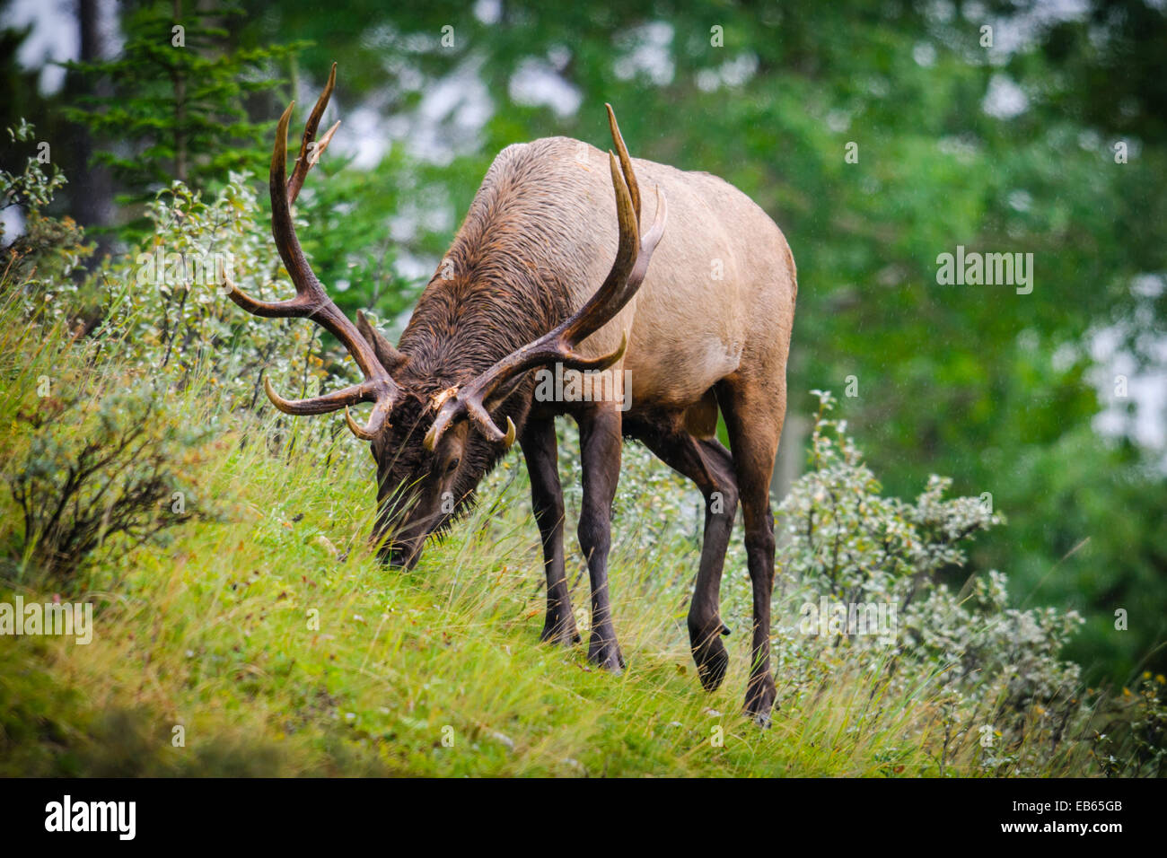 Wild Antlered bull elk during rutting season, Banff National Park Alberta Canada Stock Photo
