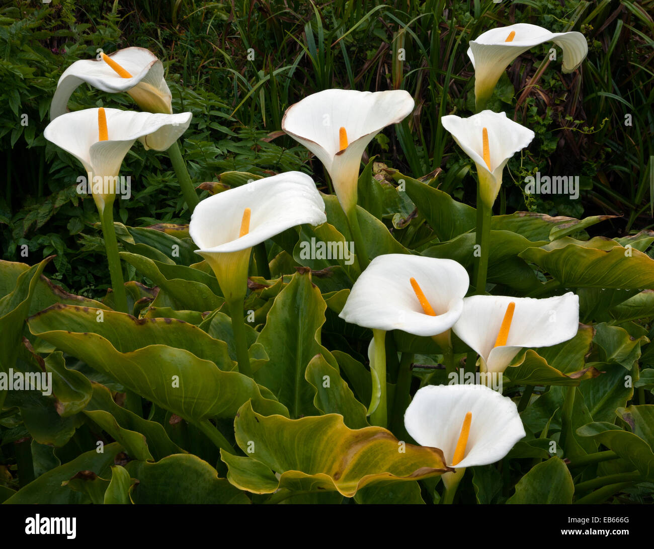 CA0243900...CALIFORNIA Calla lilies blooming along the Pacific Coast