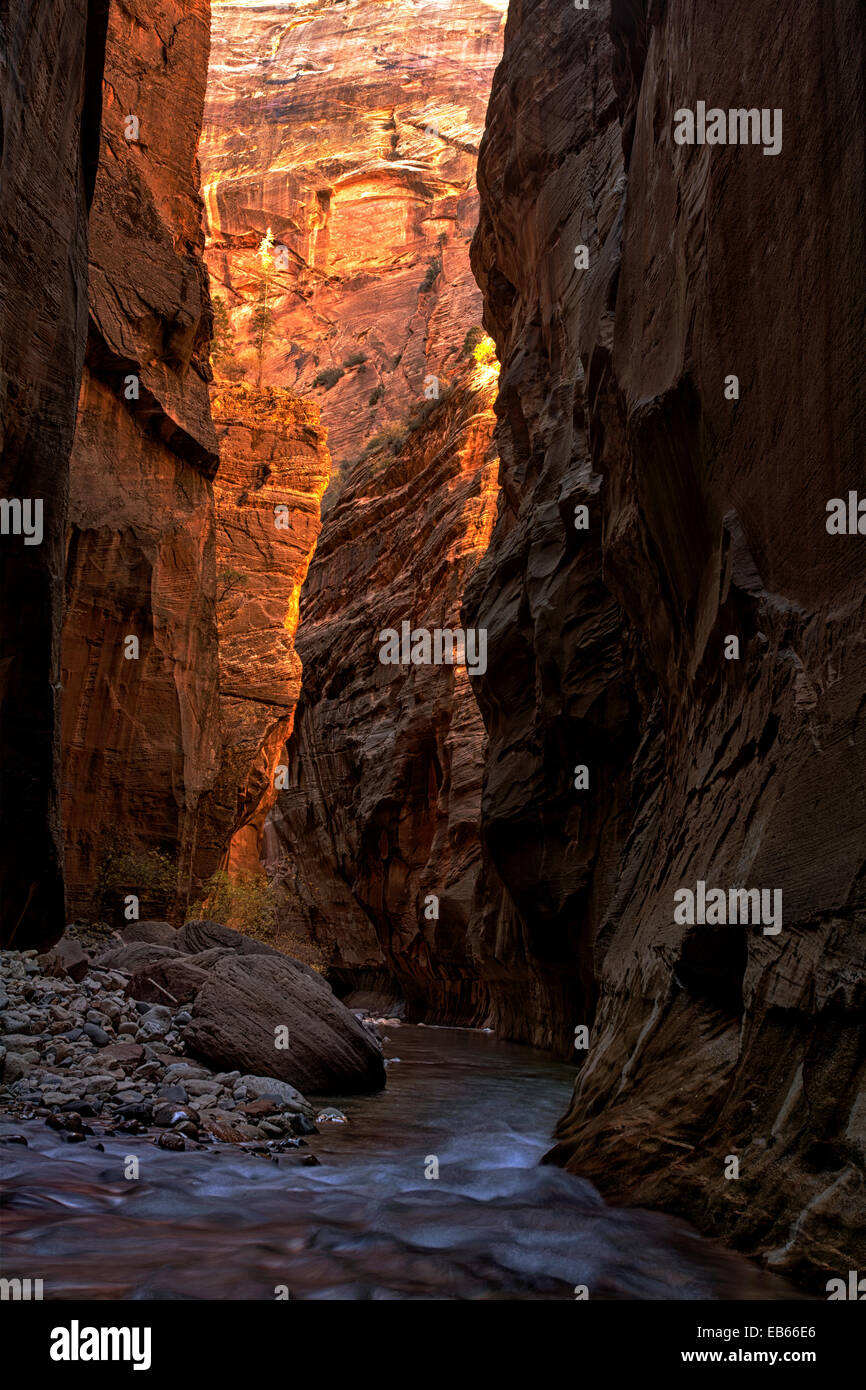 A lone tree catches some sunlight high above the canyon floor in the Zion Narrows. Stock Photo