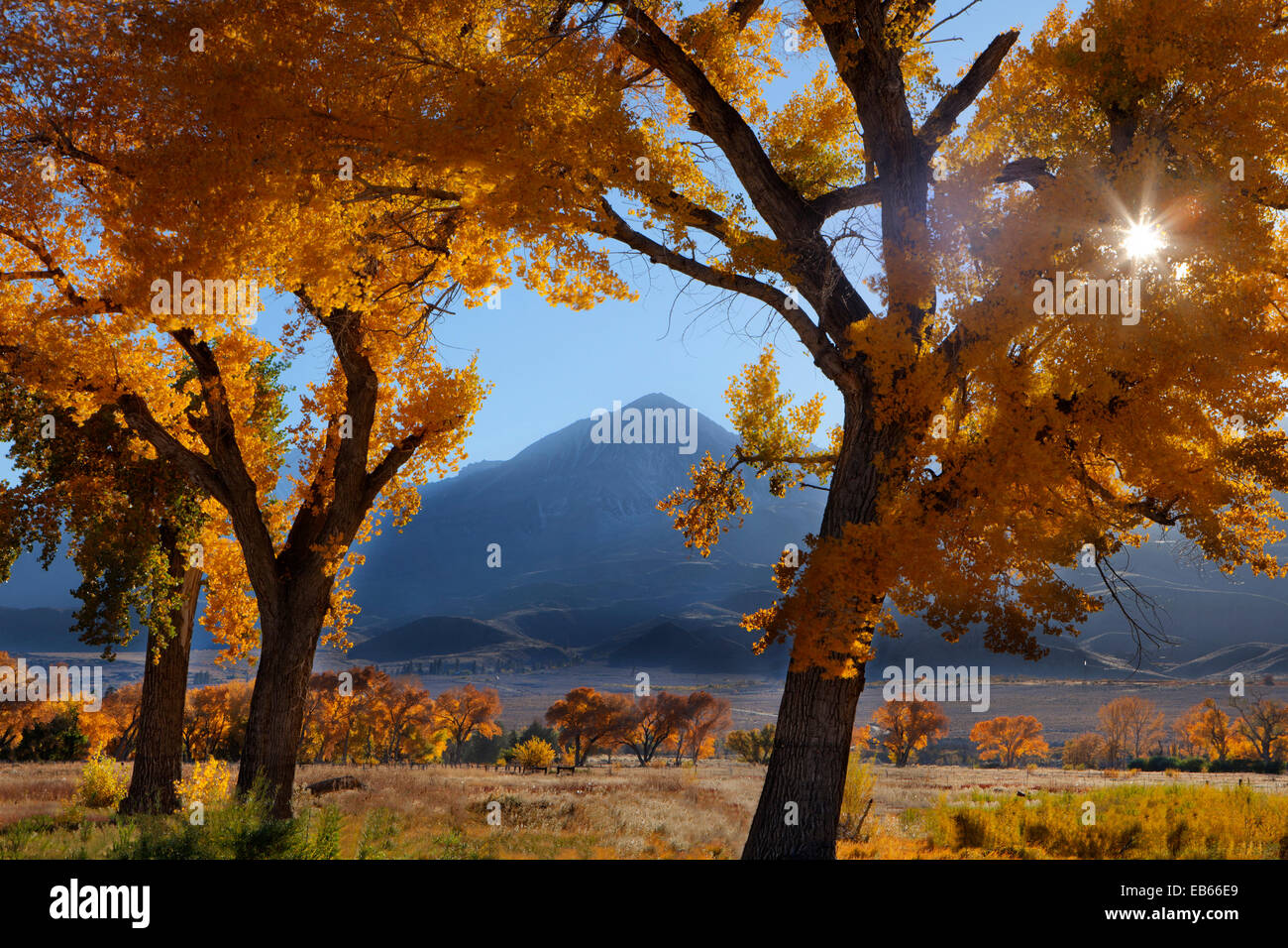Sunlight bursting through a golden cottonwood tree in California's Sierra Nevada mountains Stock