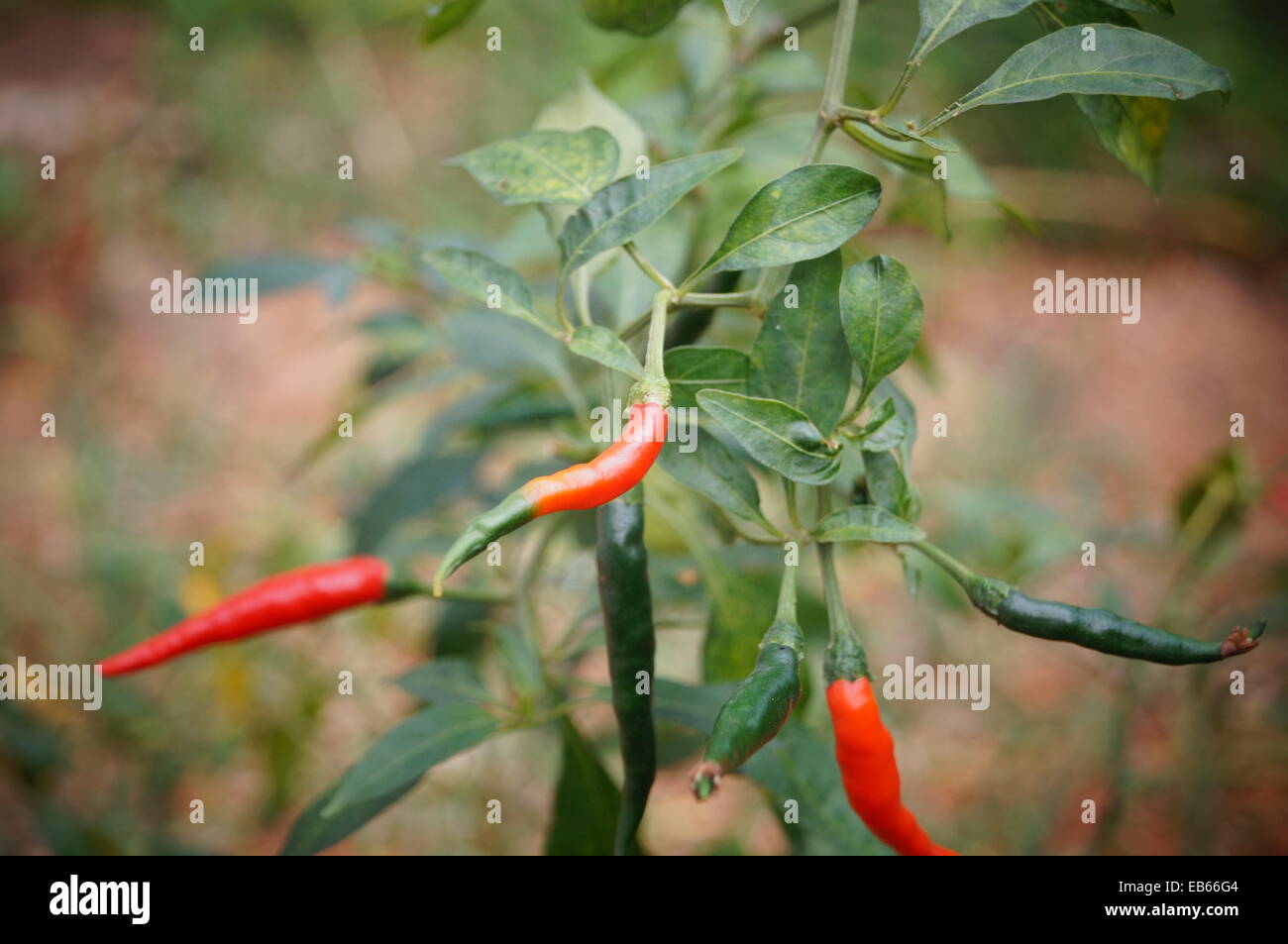 Pepper and pepper tree Stock Photo Alamy