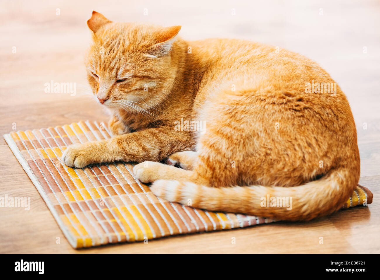 Peaceful Orange Red Tabby Cat Male Kitten Curled Up Sleeping In His Bed ...