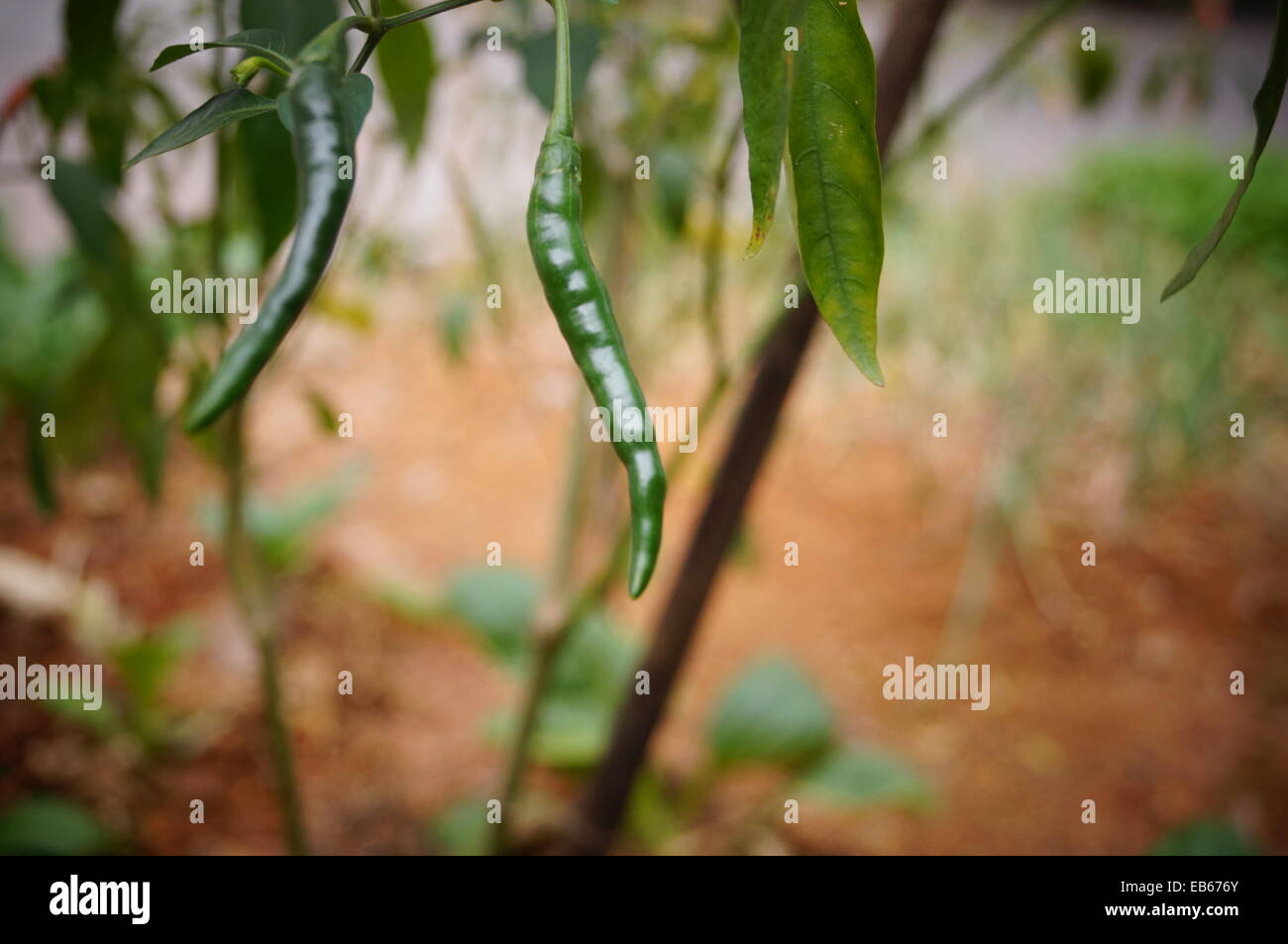 Pepper and pepper tree Stock Photo Alamy