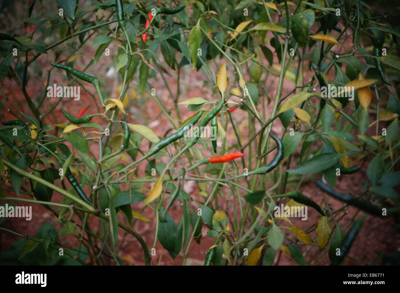 Pepper and pepper tree Stock Photo Alamy