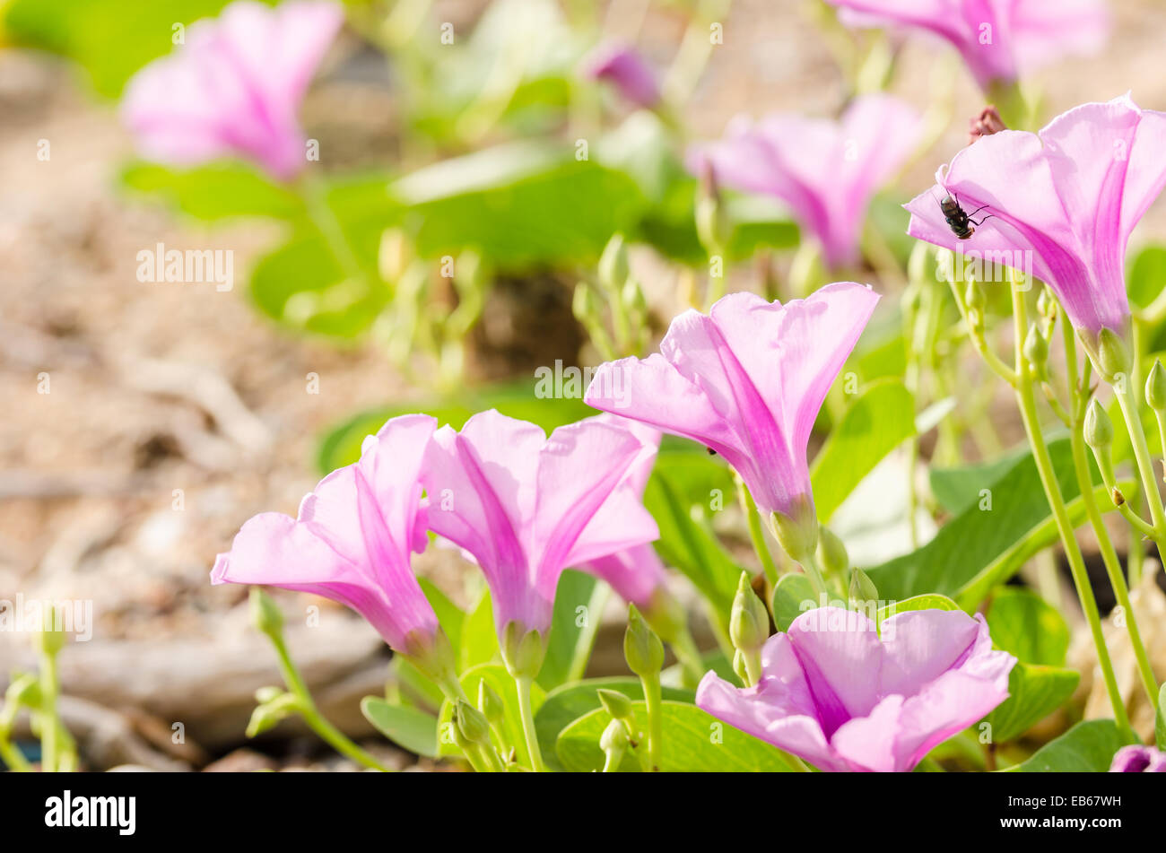 Morning glory or Convolvulaceae flowers or Bindweed Family in the nature or the garden Stock Photo