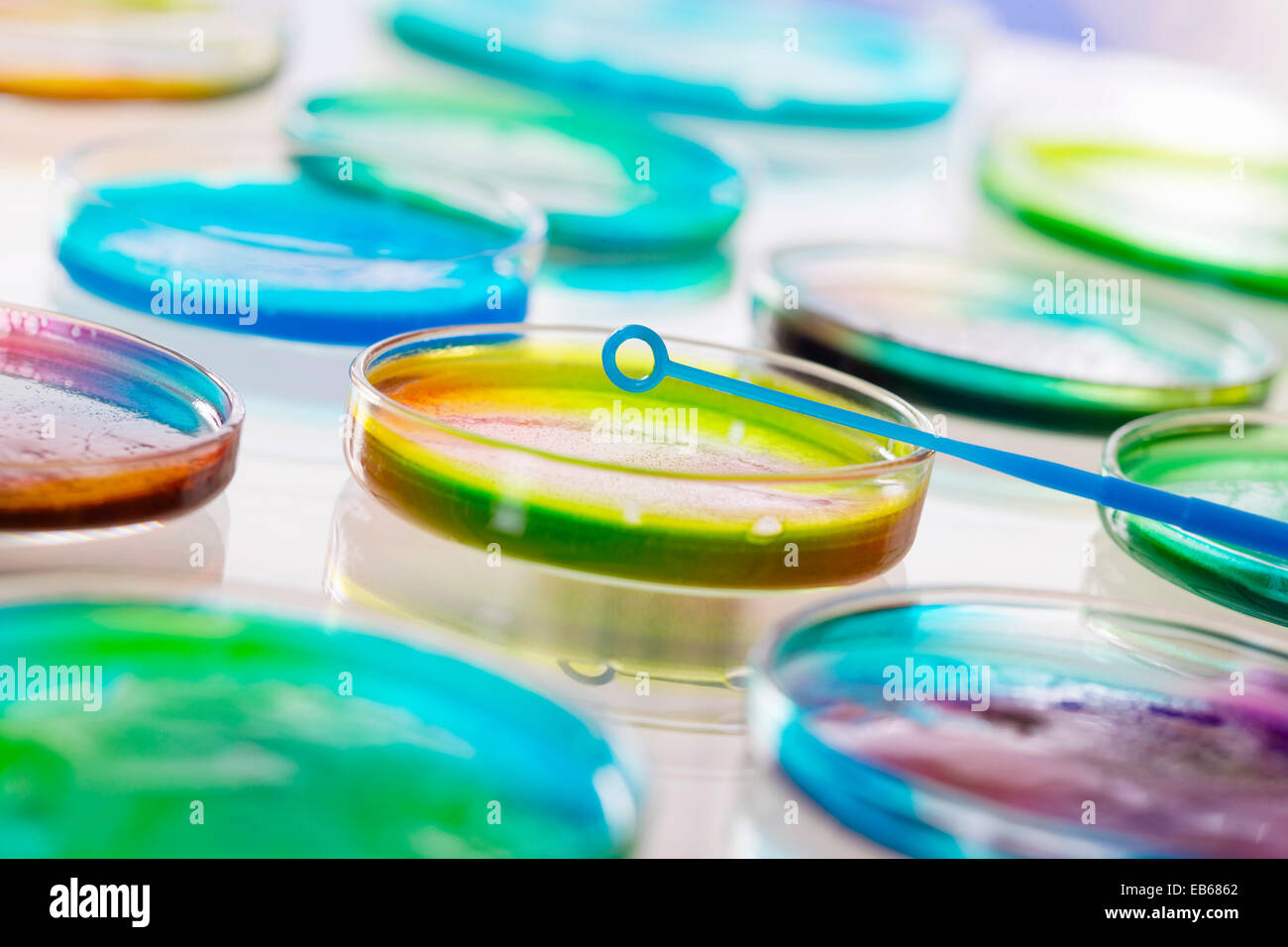 Petri plate hires stock photography and images Alamy