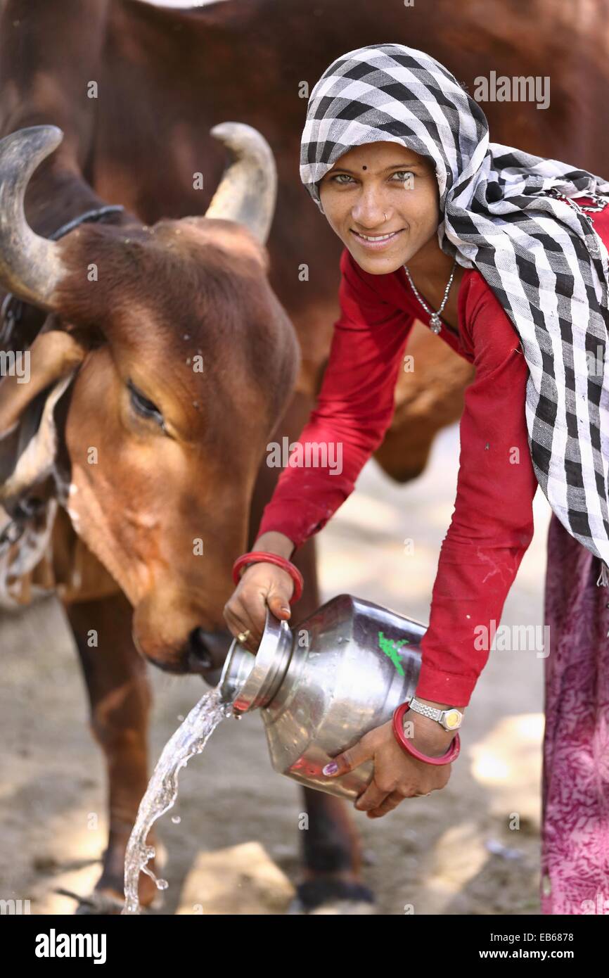 Indian woman giving water to her cattle India Stock Photo