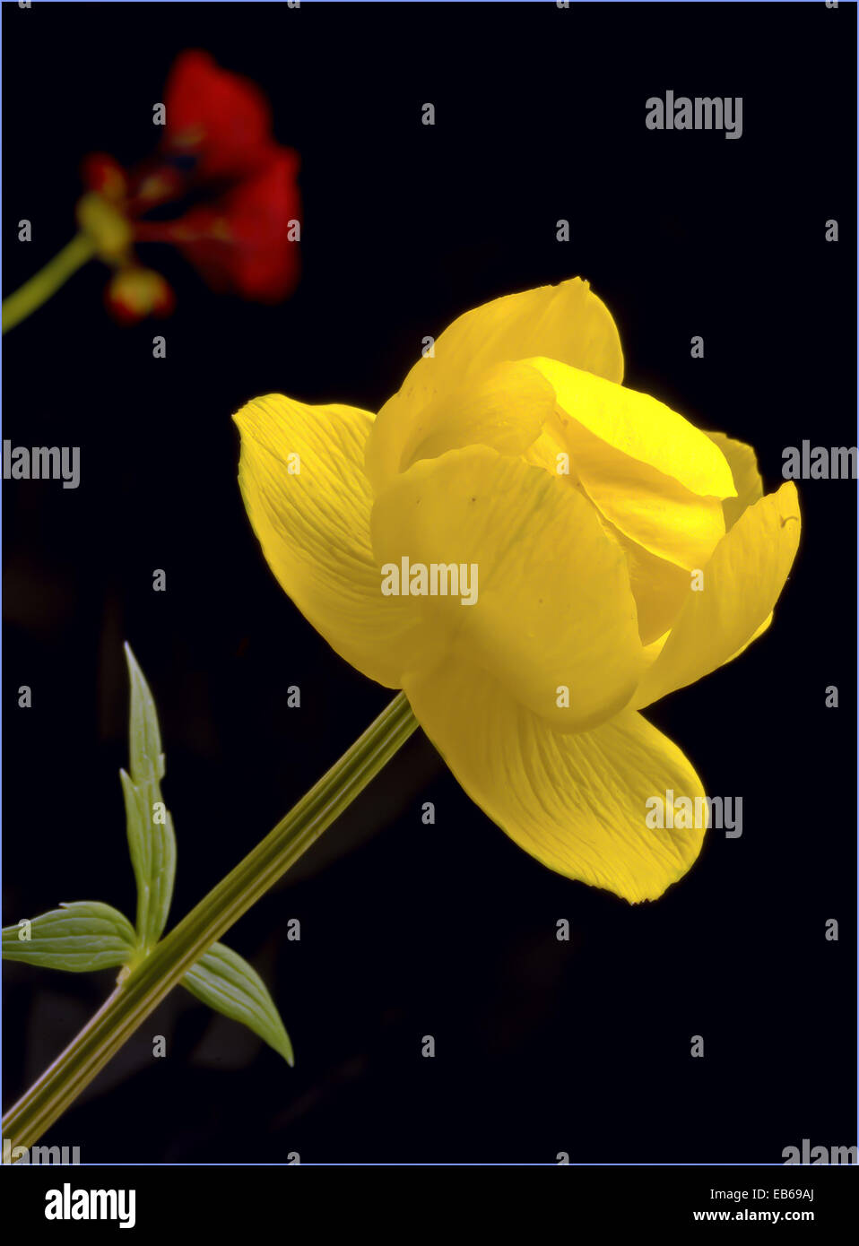 Trollius europaeus, globeflower Stock Photo