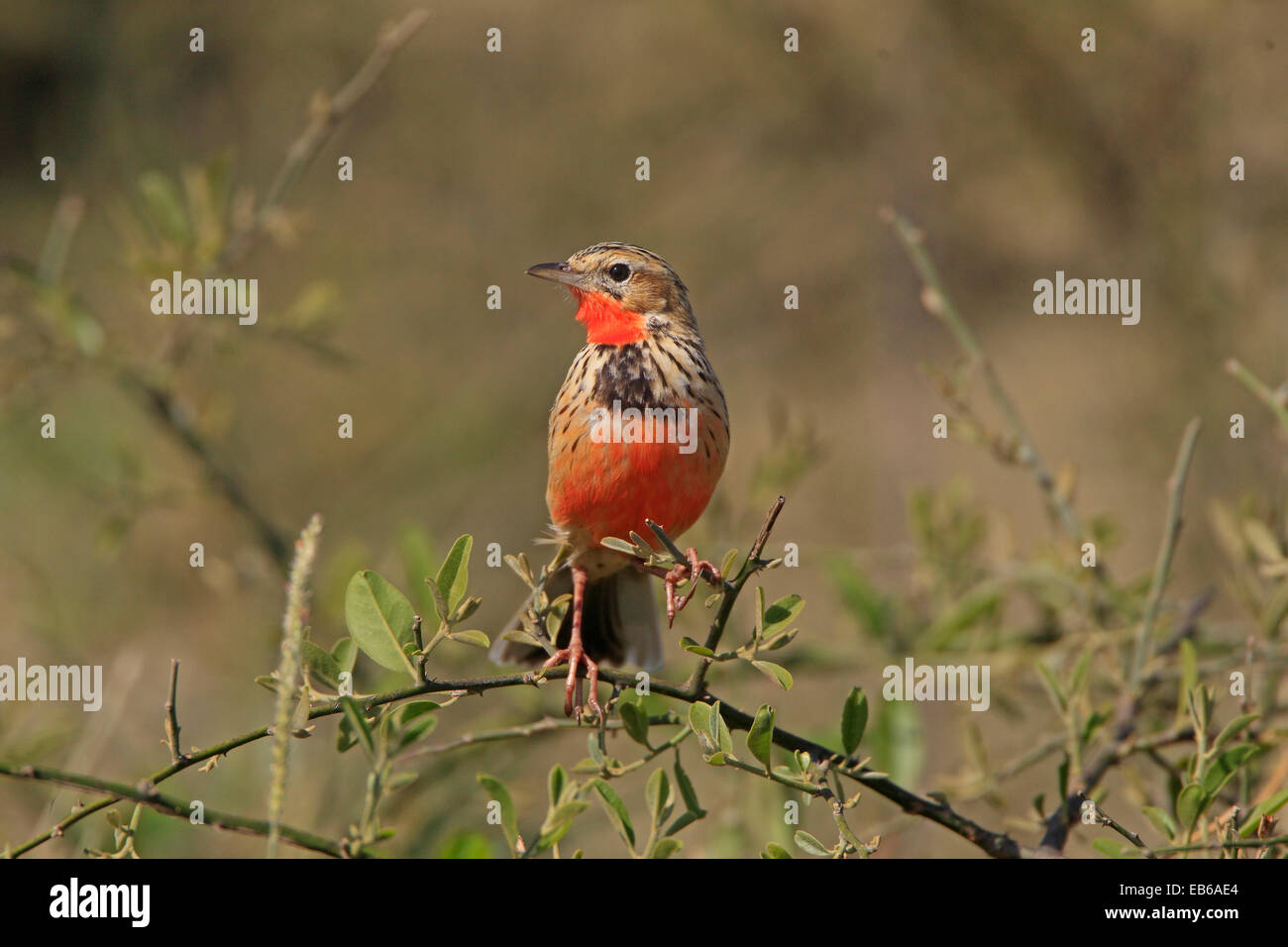 A Rosy Breasted Longclaw in the Masai Mara kenya Stock Photo