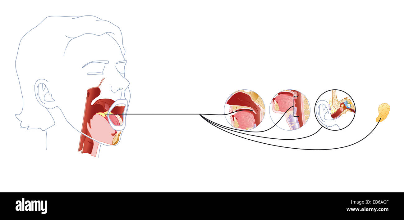 GLOSSOPHARYNGEAL NERVE, DRAWING Stock Photo