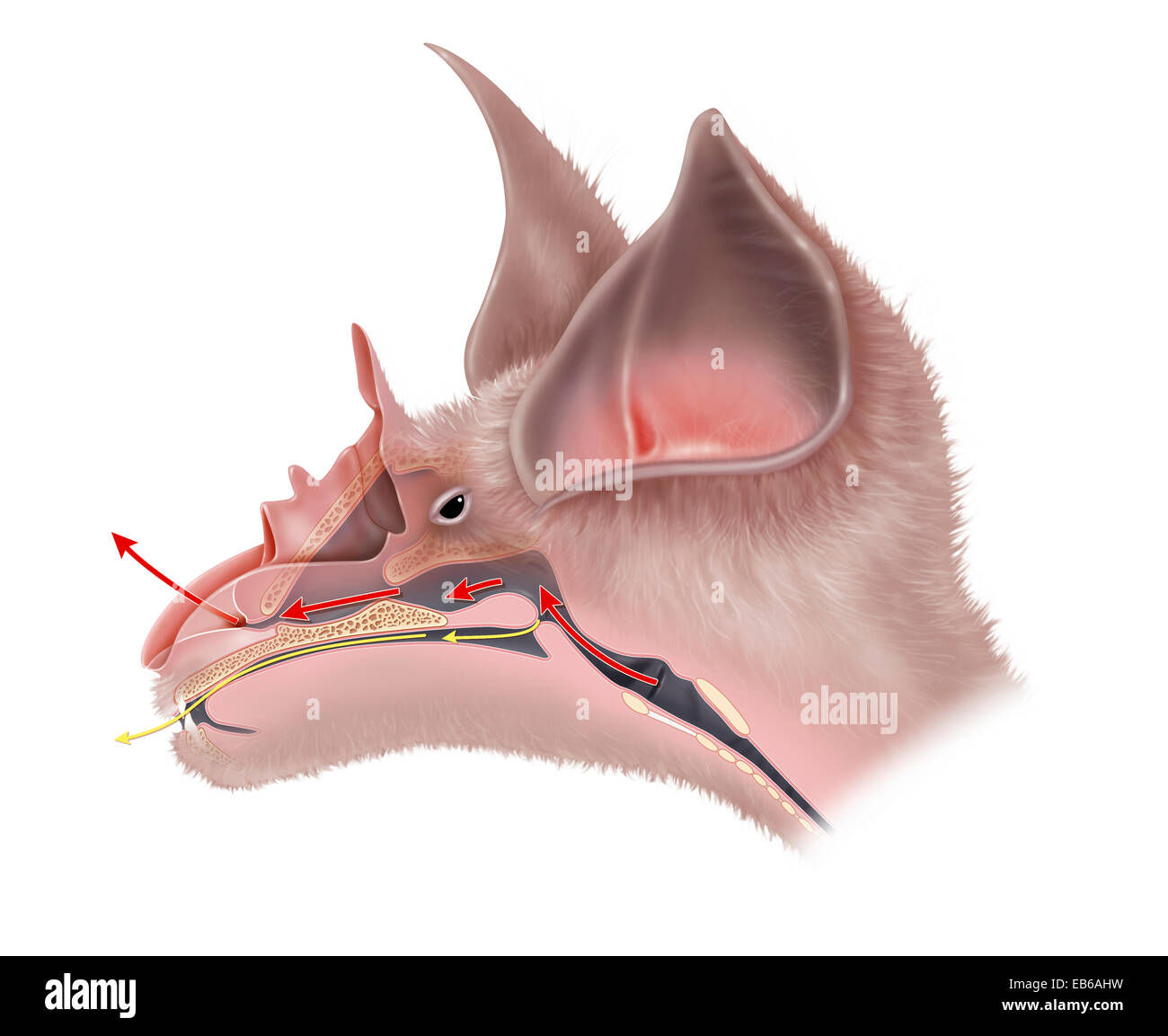 BAT ANATOMY Stock Photo