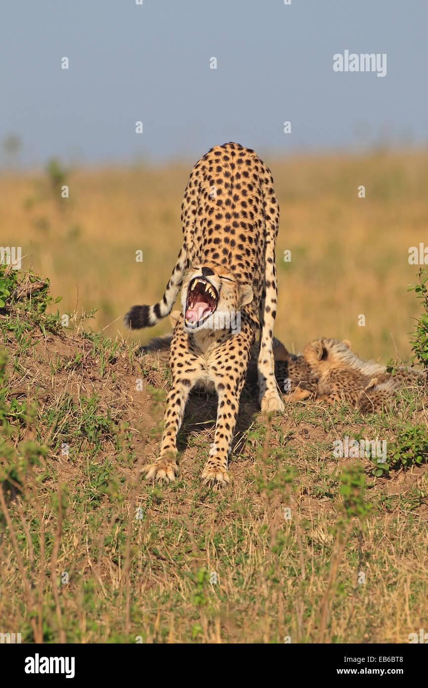 Female Cheetah stretching and yawning in the Masai Mara Kenya Stock Photo