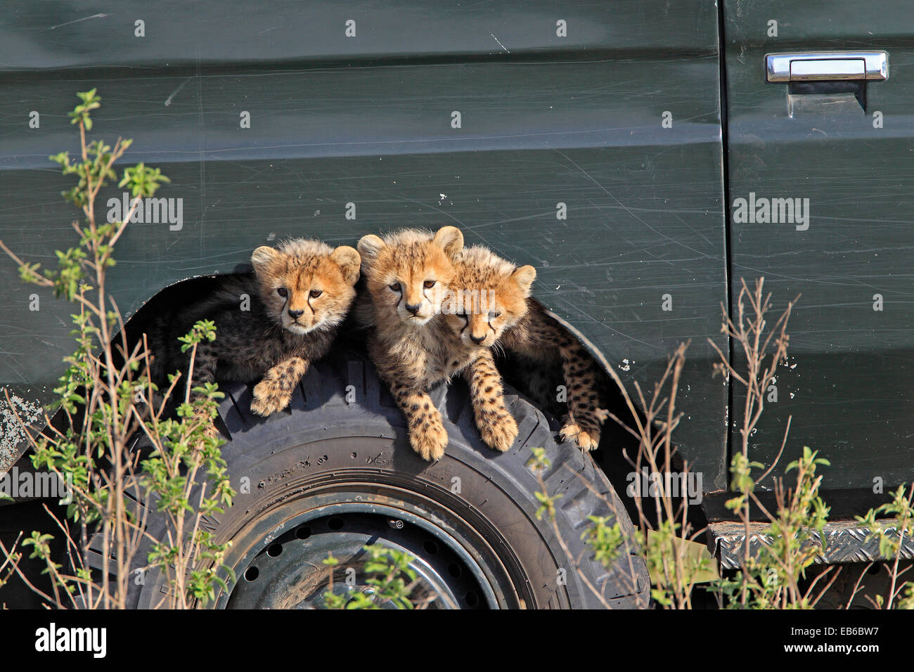 Three young Cheetah cubs on the wheel of a safari vehicle Stock Photo