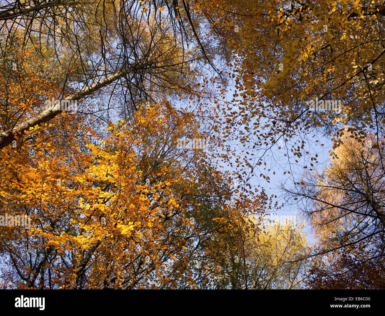 Autumn sunlight through beech trees in an English woodland Stock Photo