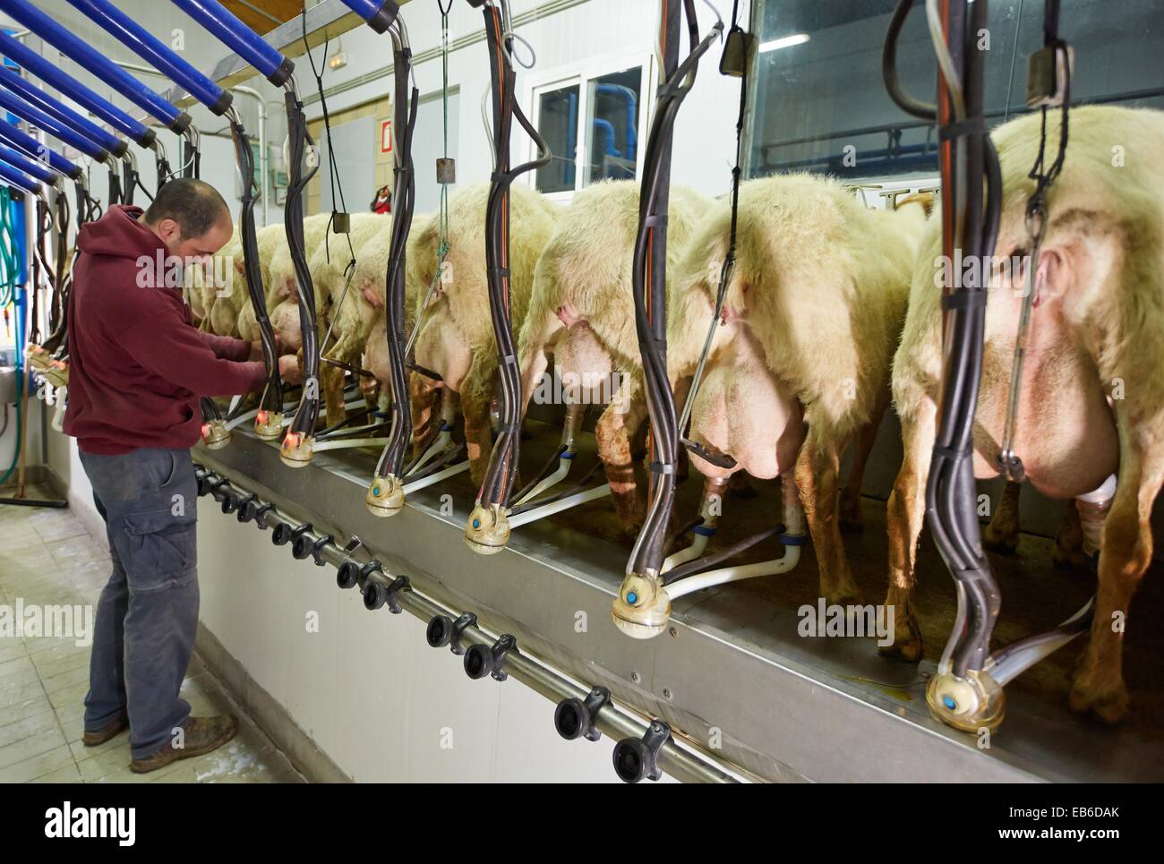 Milking sheep Dairy sheep being milked at a farm The farmers are