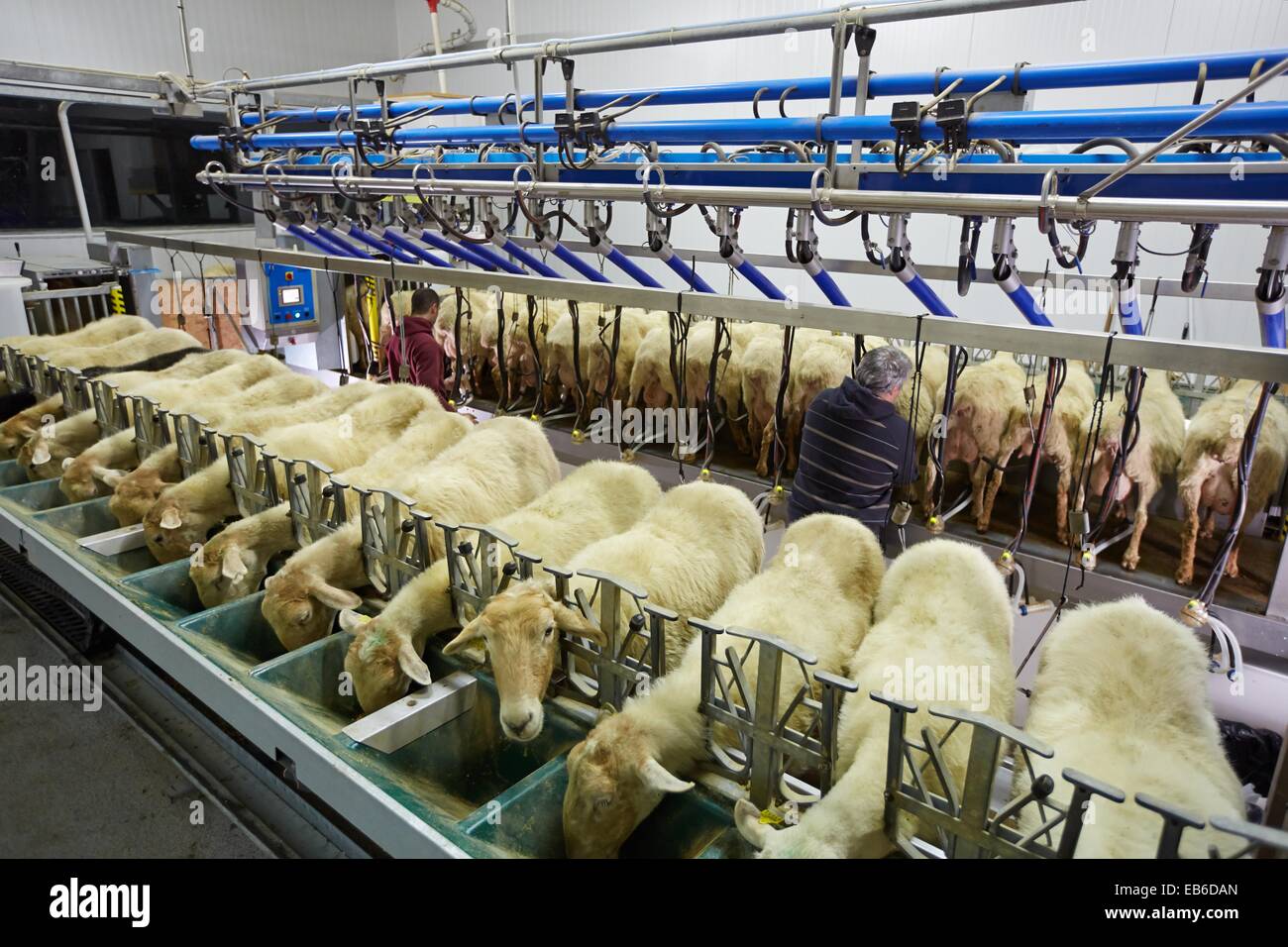 Milking sheep Dairy sheep being milked at a farm The farmers are