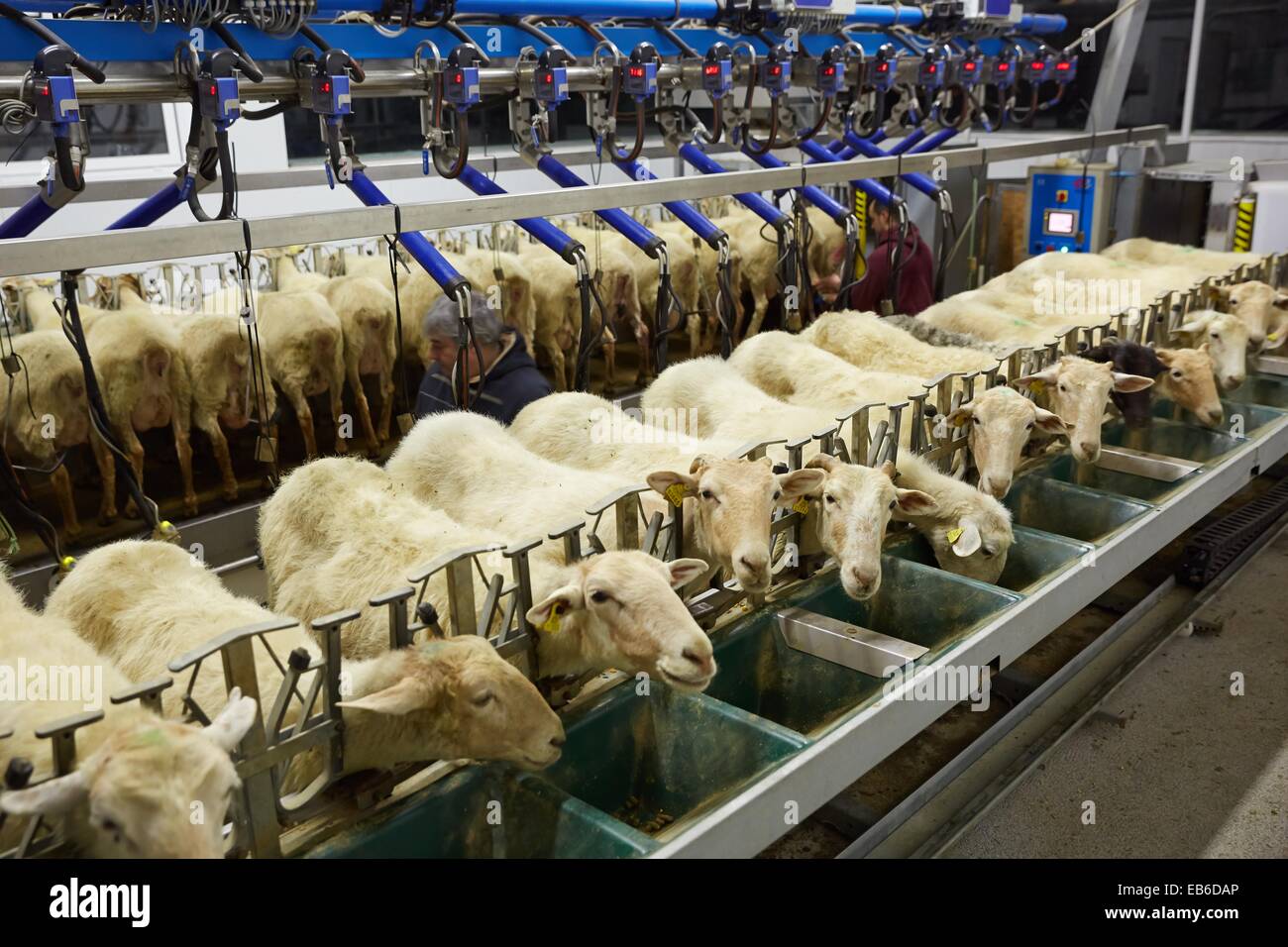 Milking sheep Dairy sheep being milked at a farm The farmers are