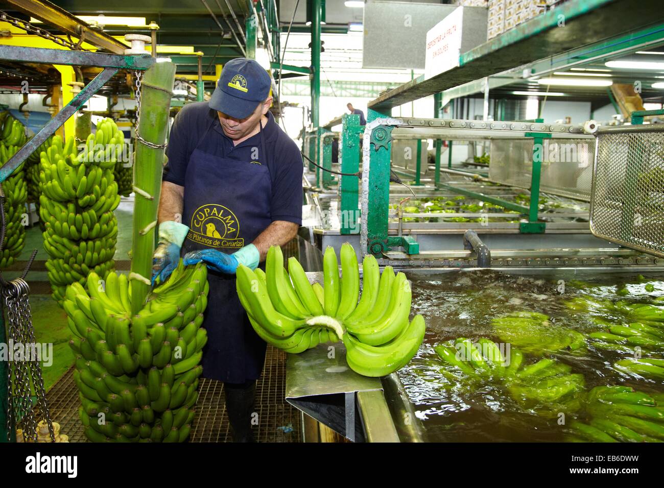 Handling and packaging of bananas, San Andres y Sauces, La Palma