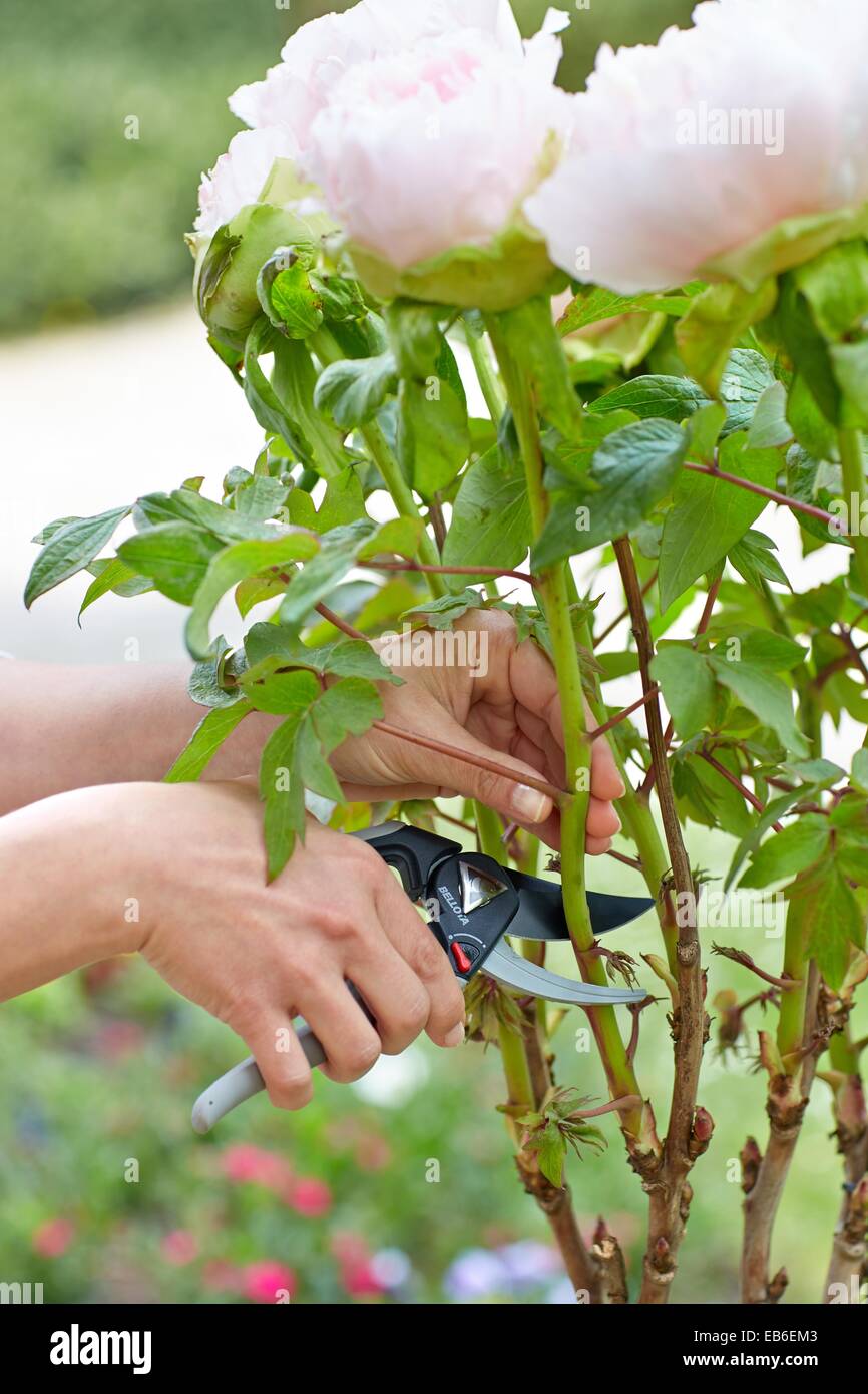Gardener cutting flowers, Pruning secateurs, Hand tool, Garden, Roses