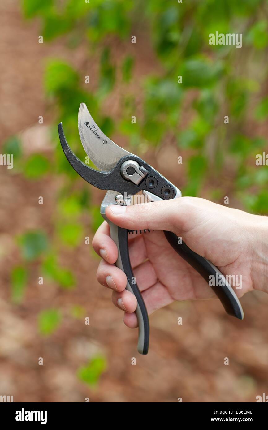 Pruning secateurs, Hand tool, Agriculture Stock Photo Alamy