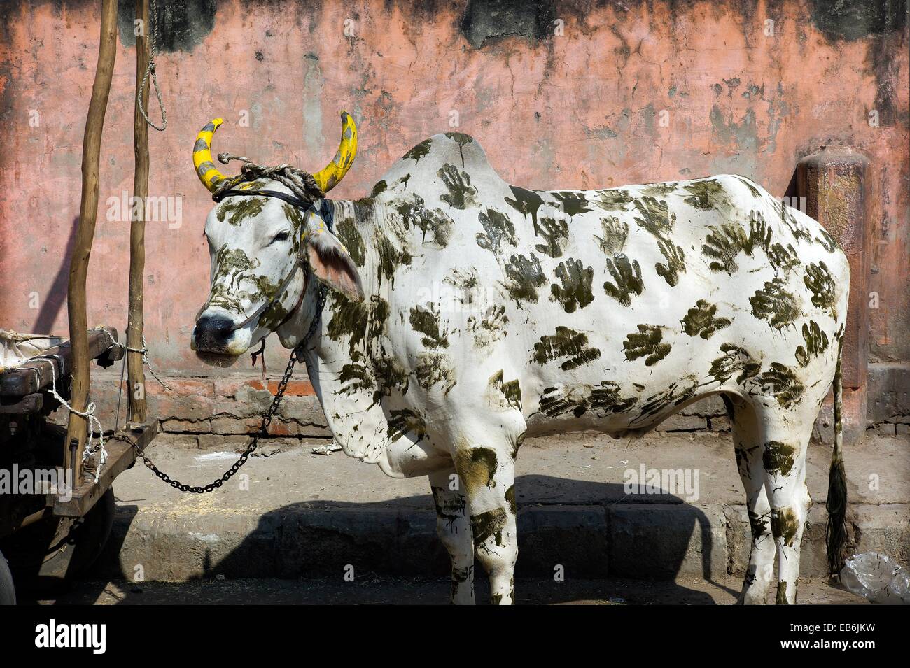 holi cow new delhi