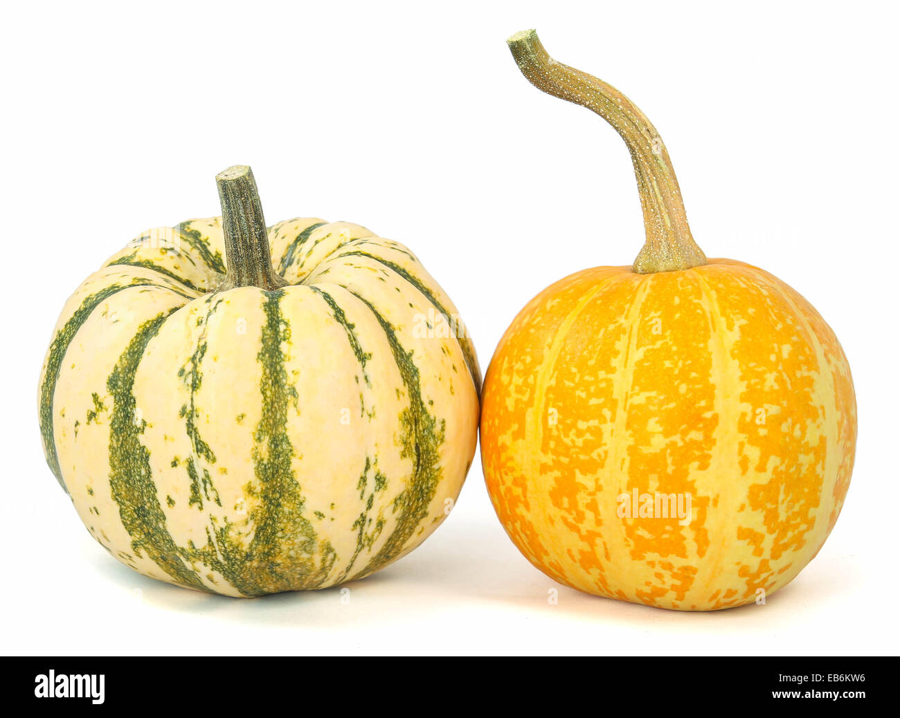 Decorative pumpkin squash Stock Photo Alamy