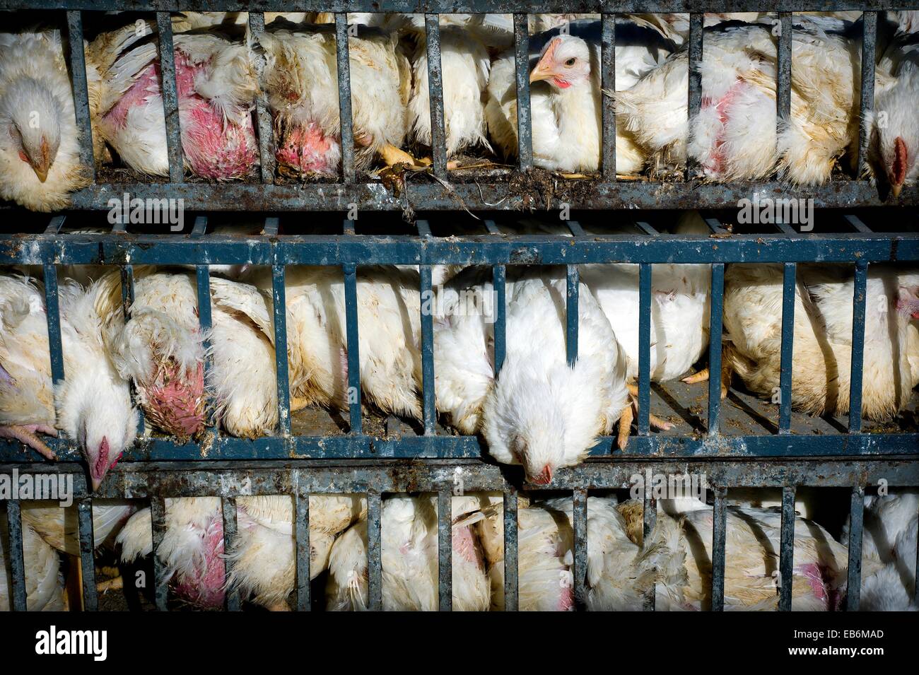 Caged chickens in a market outdoor Fez, Morocco, Africa Stock Photo Alamy