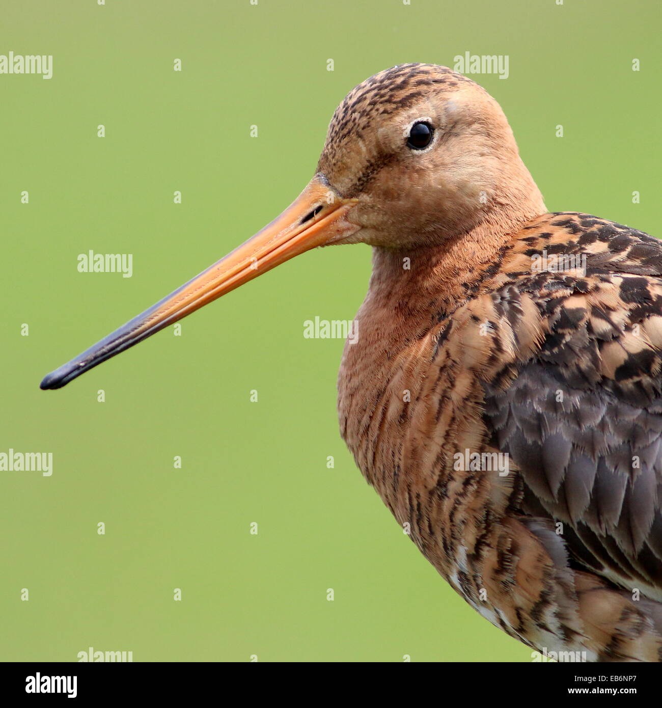 Black-tailed Godwit (Limosa limosa) in close up of upper body and head Stock Photo