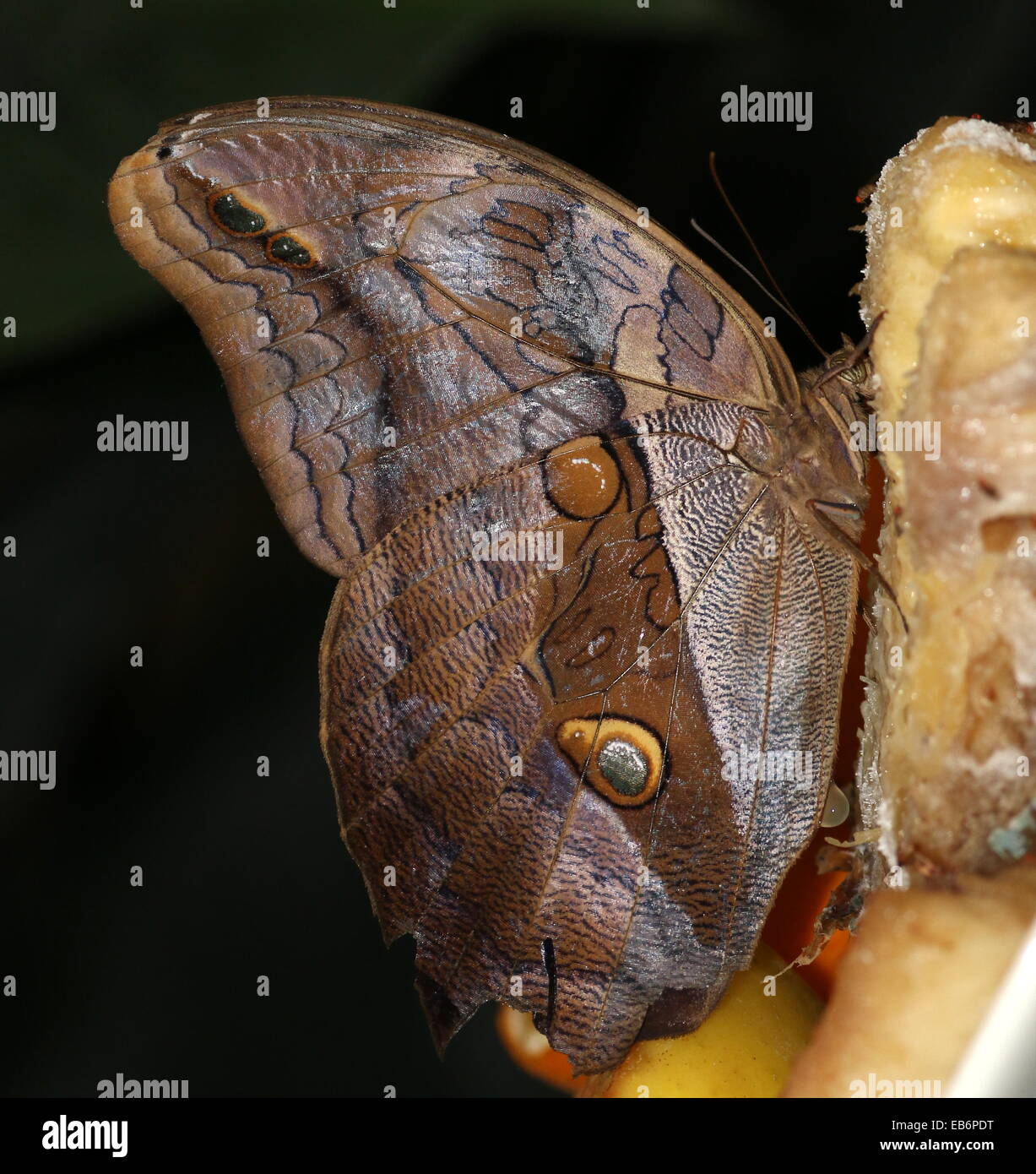 Automedon Giant Owl Butterfly (Eryphanis automedon, Eryphanis polyxena ...