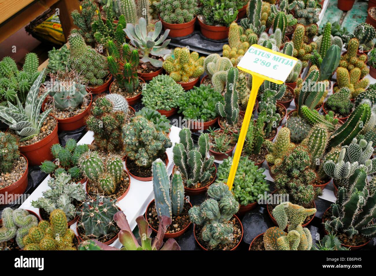 Cacti are succulent perennials that are native to arid and semiarid