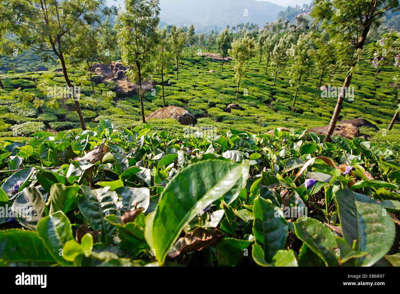 Tea plantation, Munnar, Kerala, India. Stock Photo